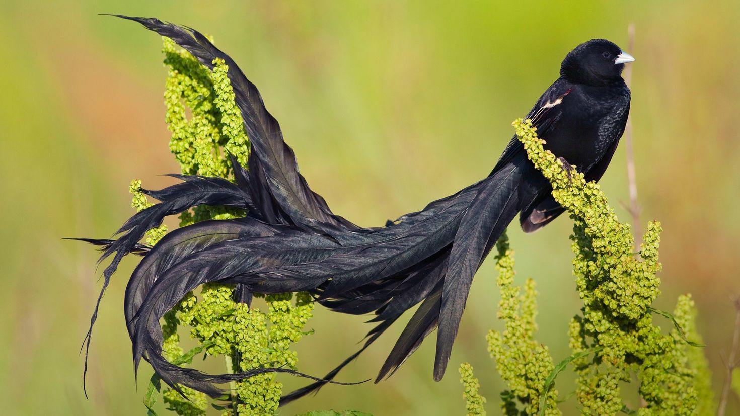 Птица с черными кончиками крыльев