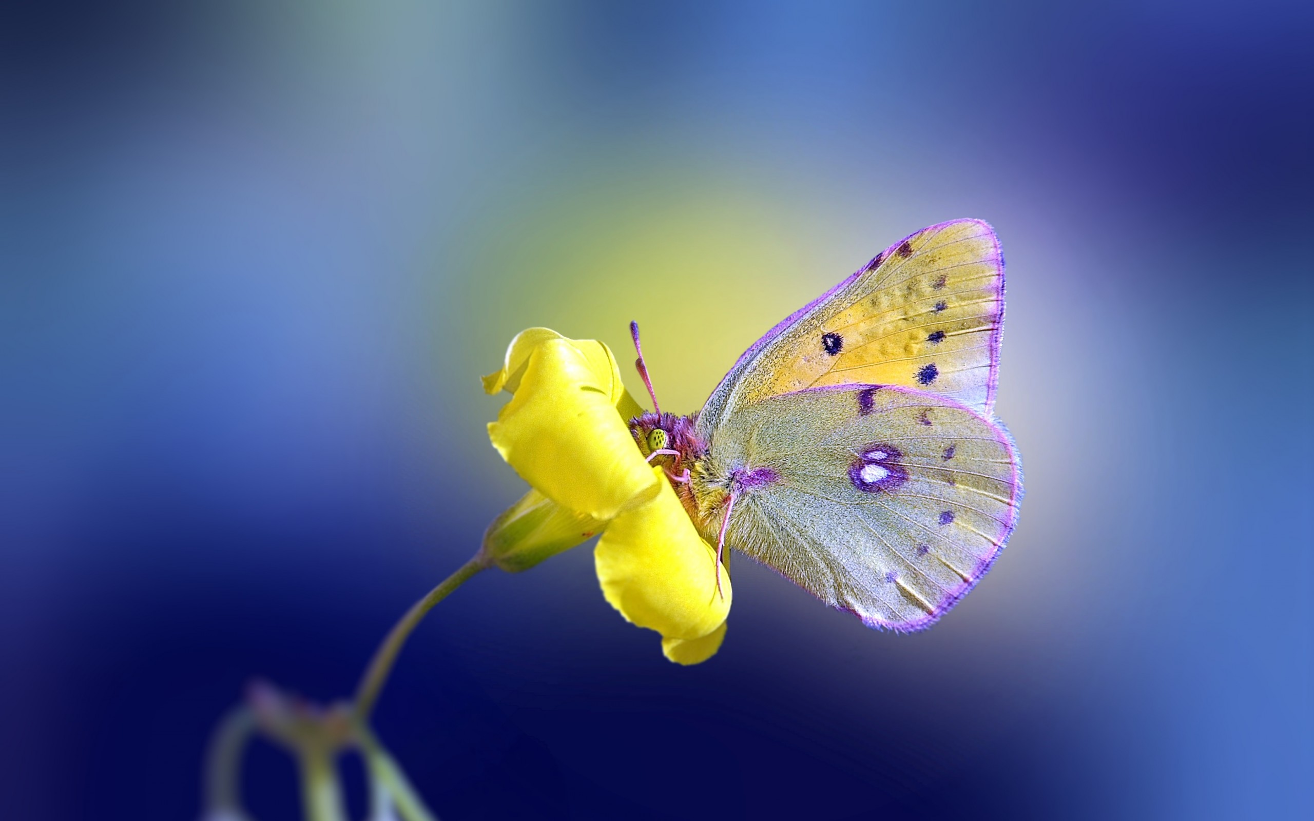 Бабочка желтушка Альпийская