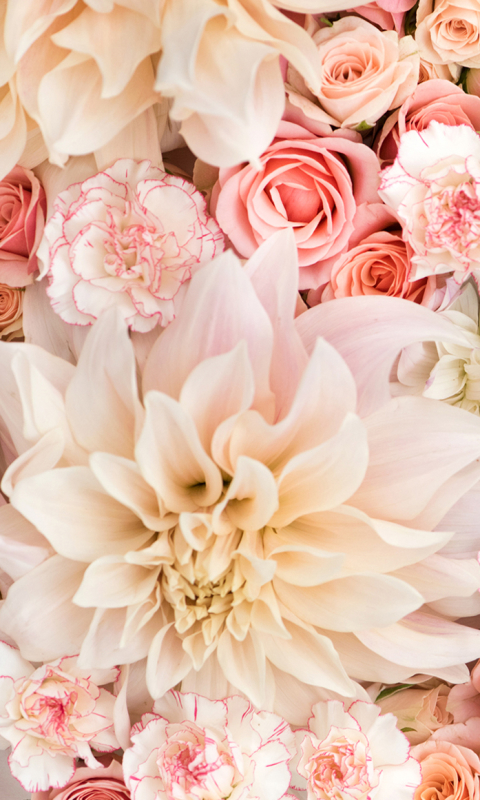 vertical wallpaper earth, flower, carnation, rose, pink flower, pastel, dahlia, white flower, flowers