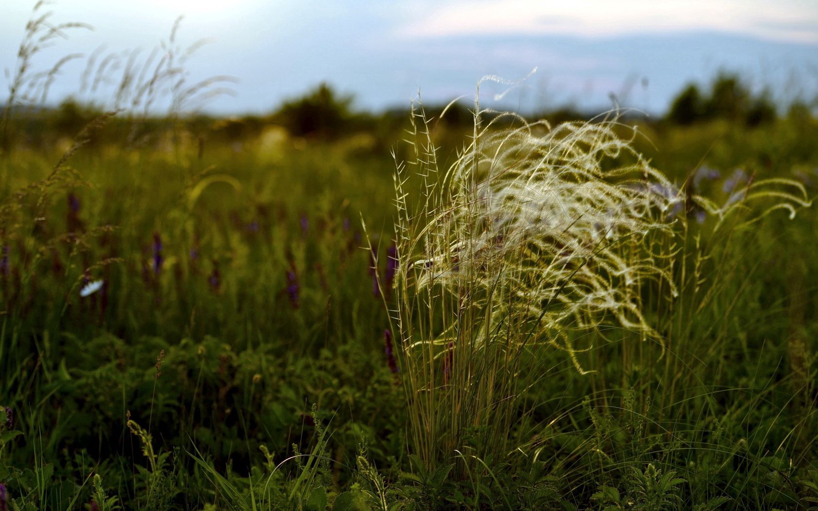 nature, grass, field, diversity, variety Smartphone Background