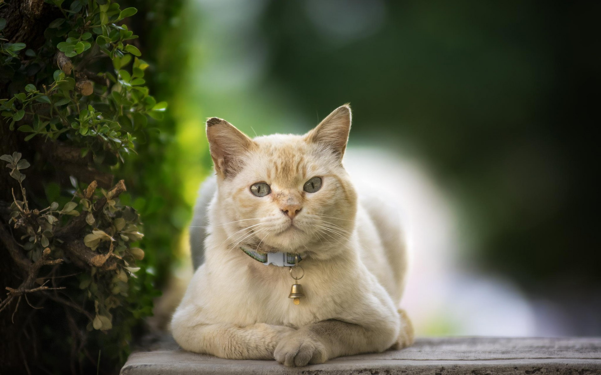 Фото животные кошки животные