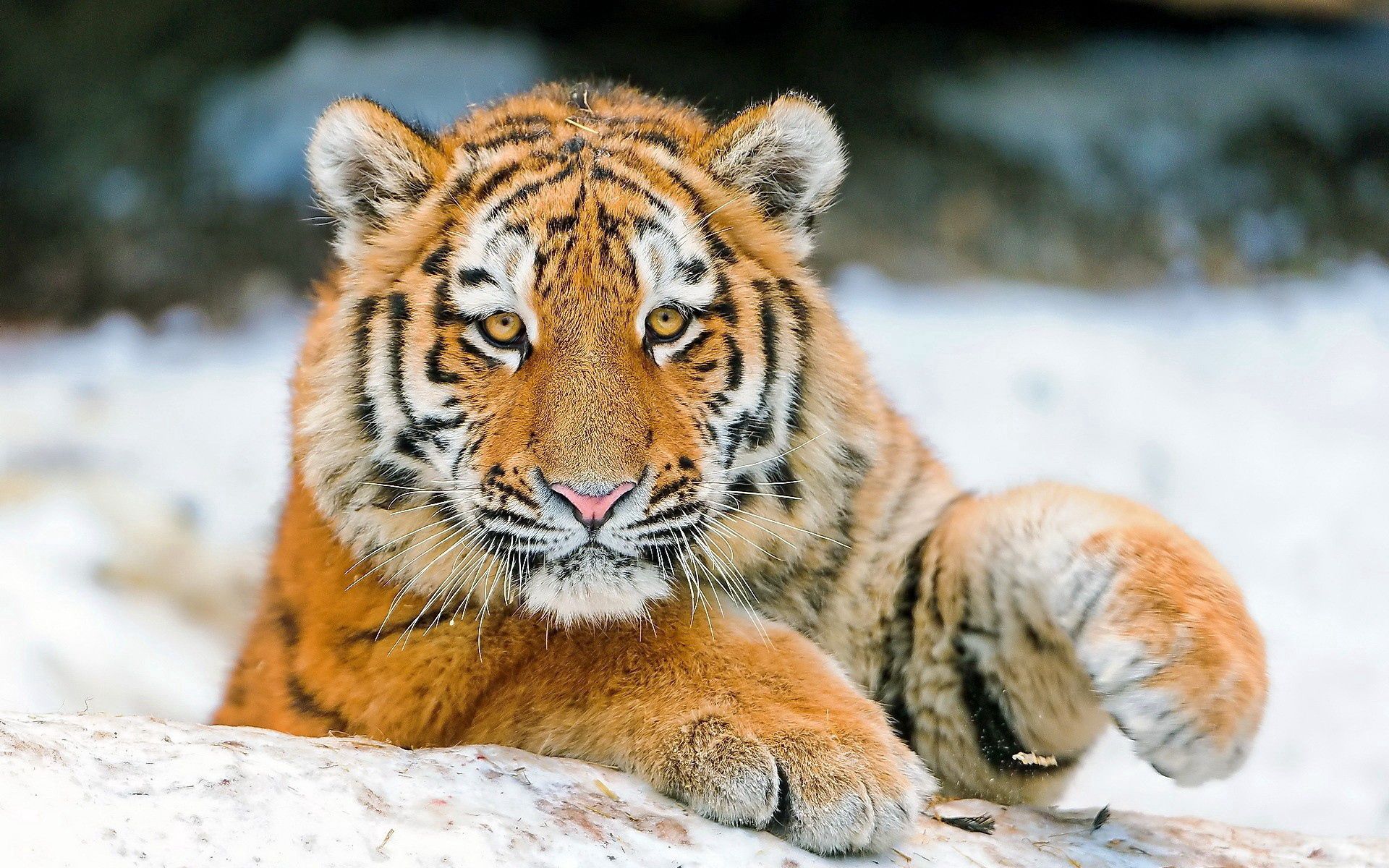 Download mobile wallpaper Young, Joey, Striped, Predator, Animals, Tiger for free.