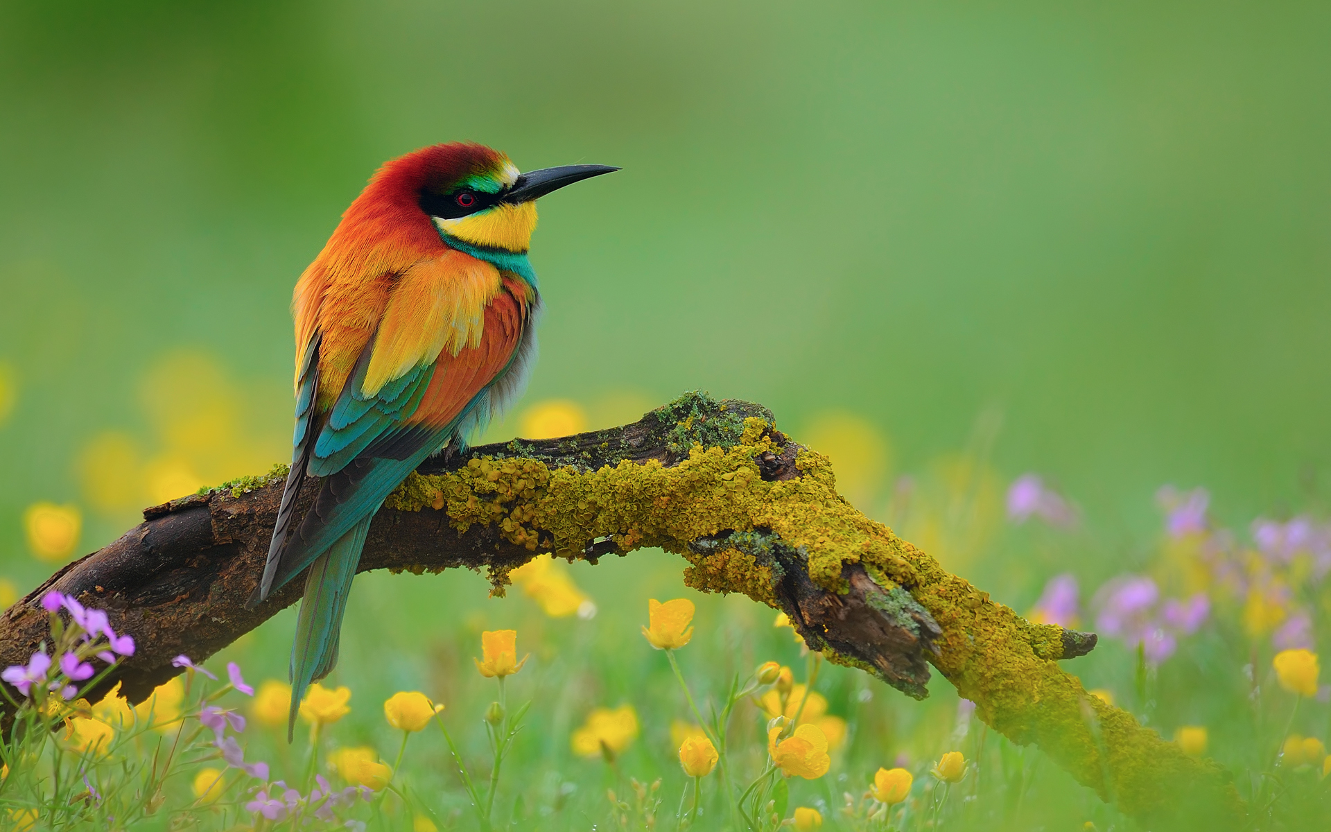 birds, bird, flower, nature, colorful, spring, branch, bee eater, animal, european bee eater QHD