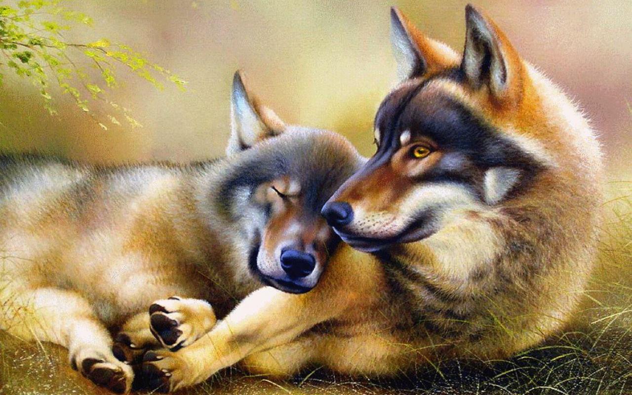 пара волков картинки волк и волчица