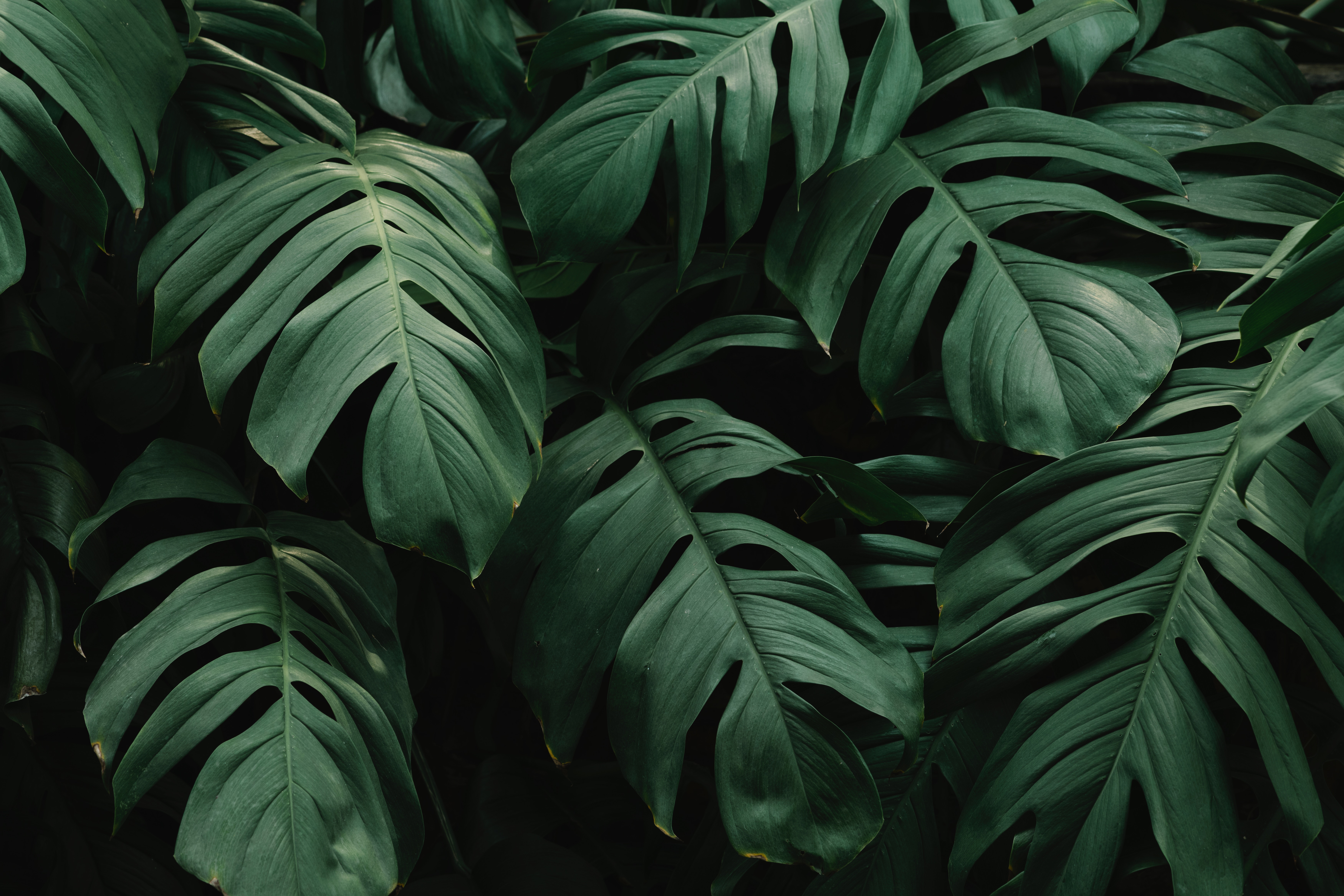 leaves, plant, dark, green, nature, vegetation cell phone wallpapers