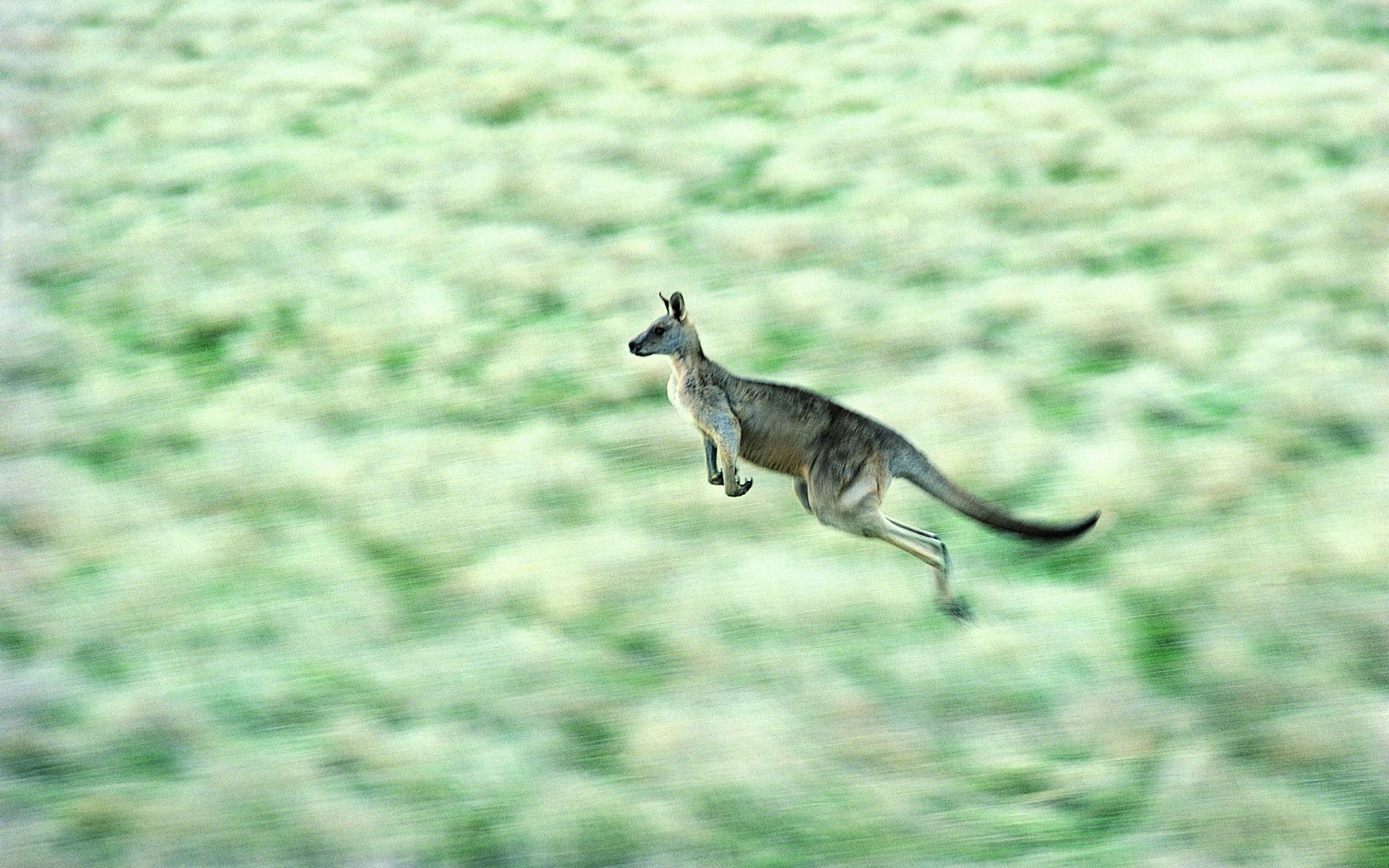 Free download wallpaper Animals, Speed, Kangaroo, Bounce, Jump on your PC desktop