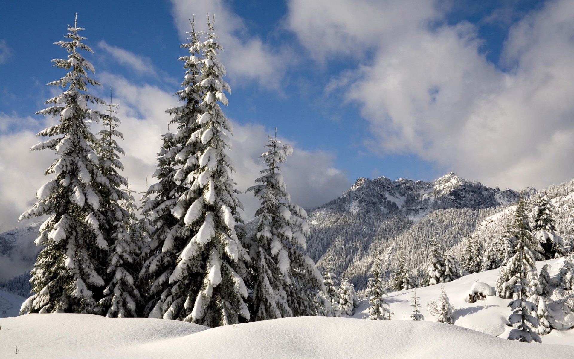 Скачать картинку Снег, Деревья, Пейзаж, Зима, Елки в телефон бесплатно.