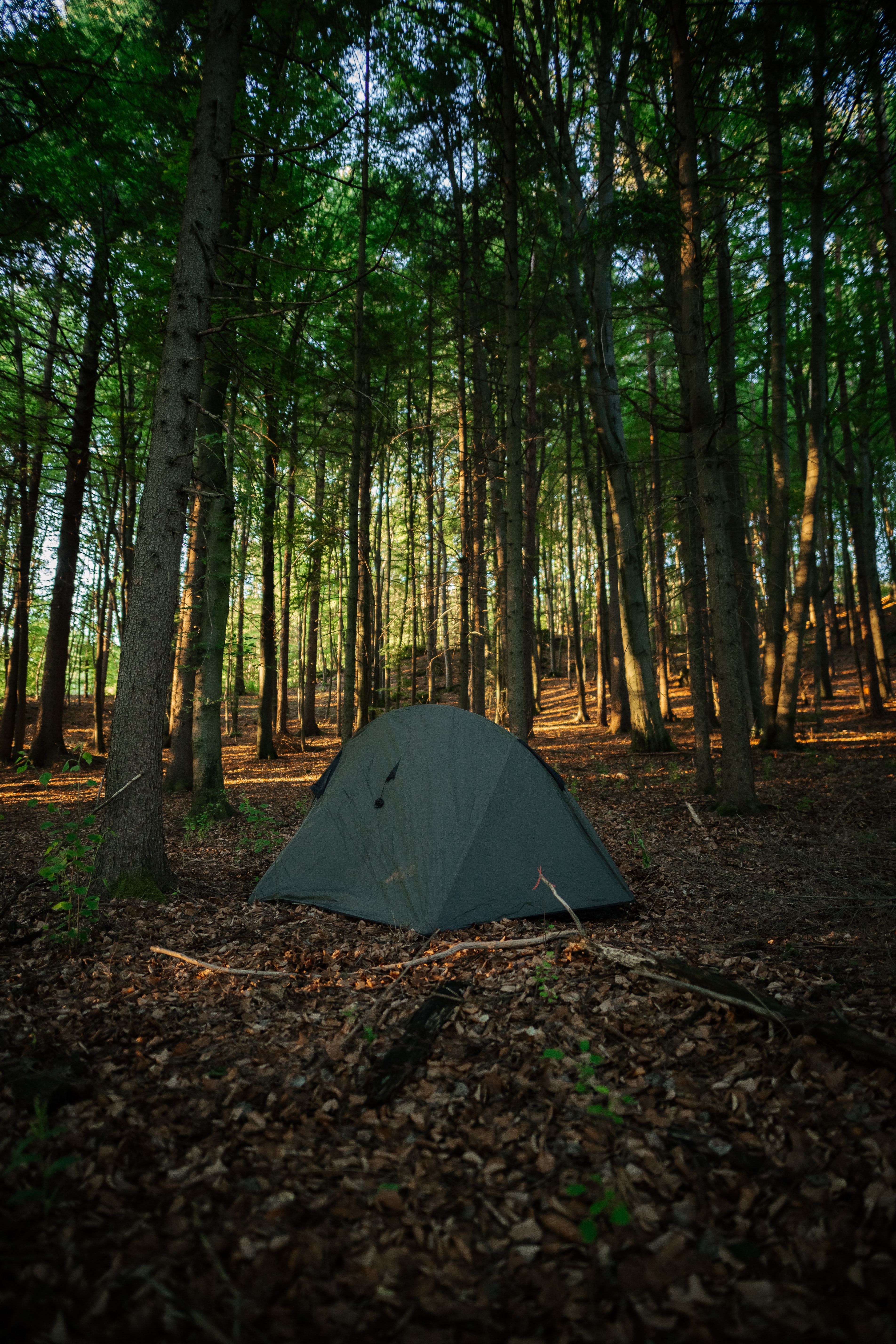 無料モバイル壁紙木, 雑, 森林, 森, その他, キャンプ場, テント, キャンプをダウンロードします。