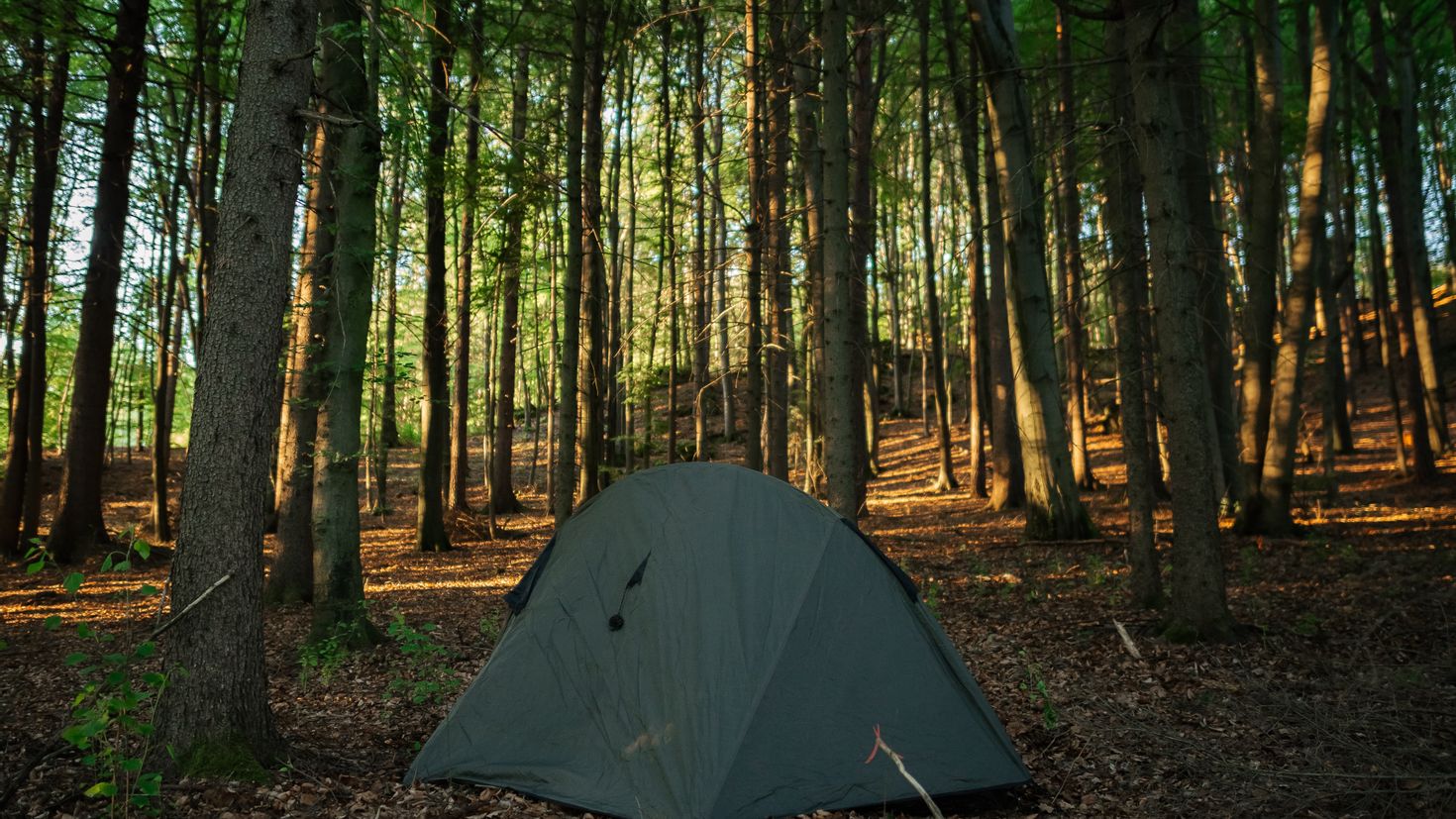 Camping forest. Палатка в лесу. Палатка треугольная в лесу. Разрезанная палатка в лесу. Лес деревья палатки.