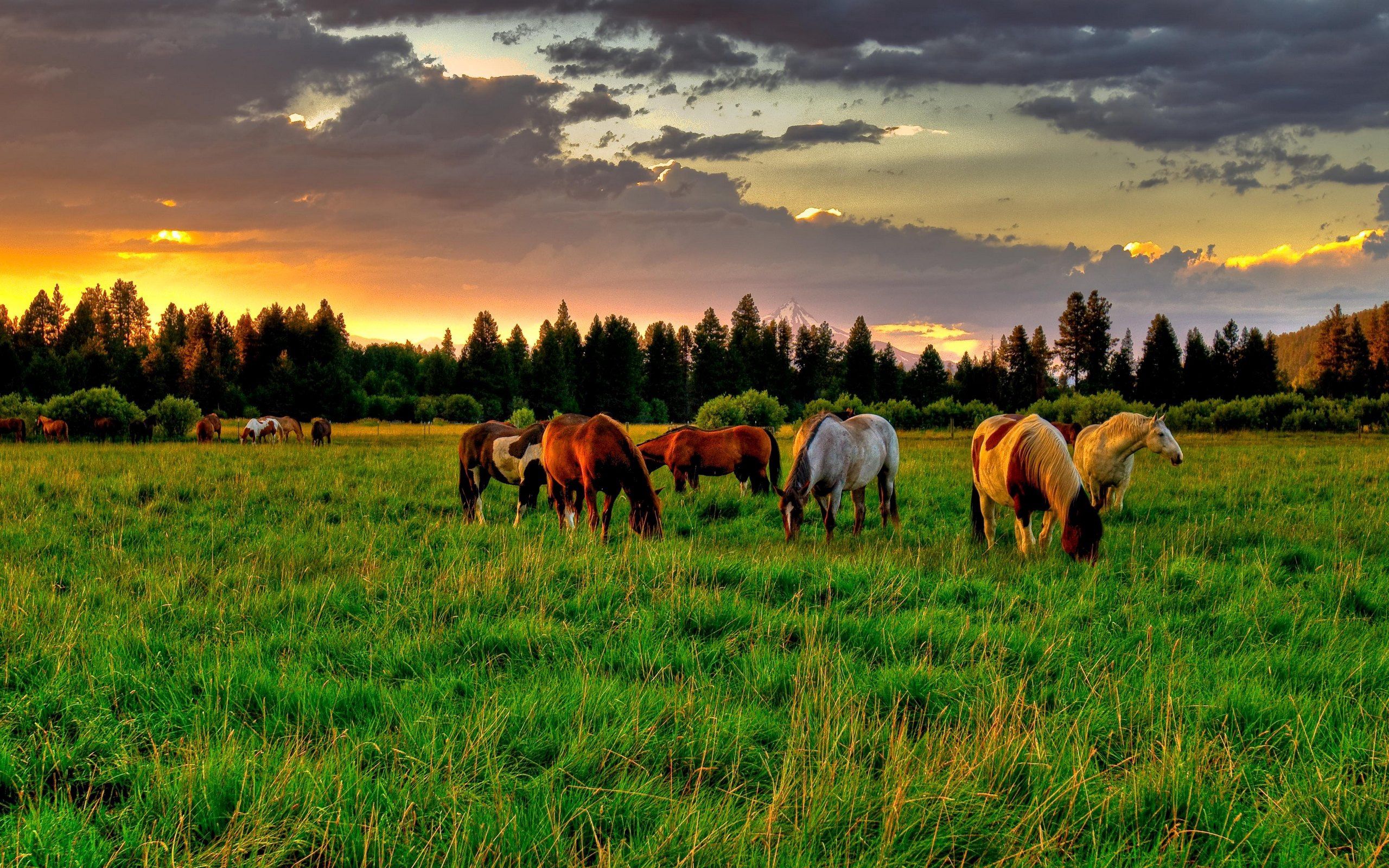 field, horses, sunset, animals, food 32K
