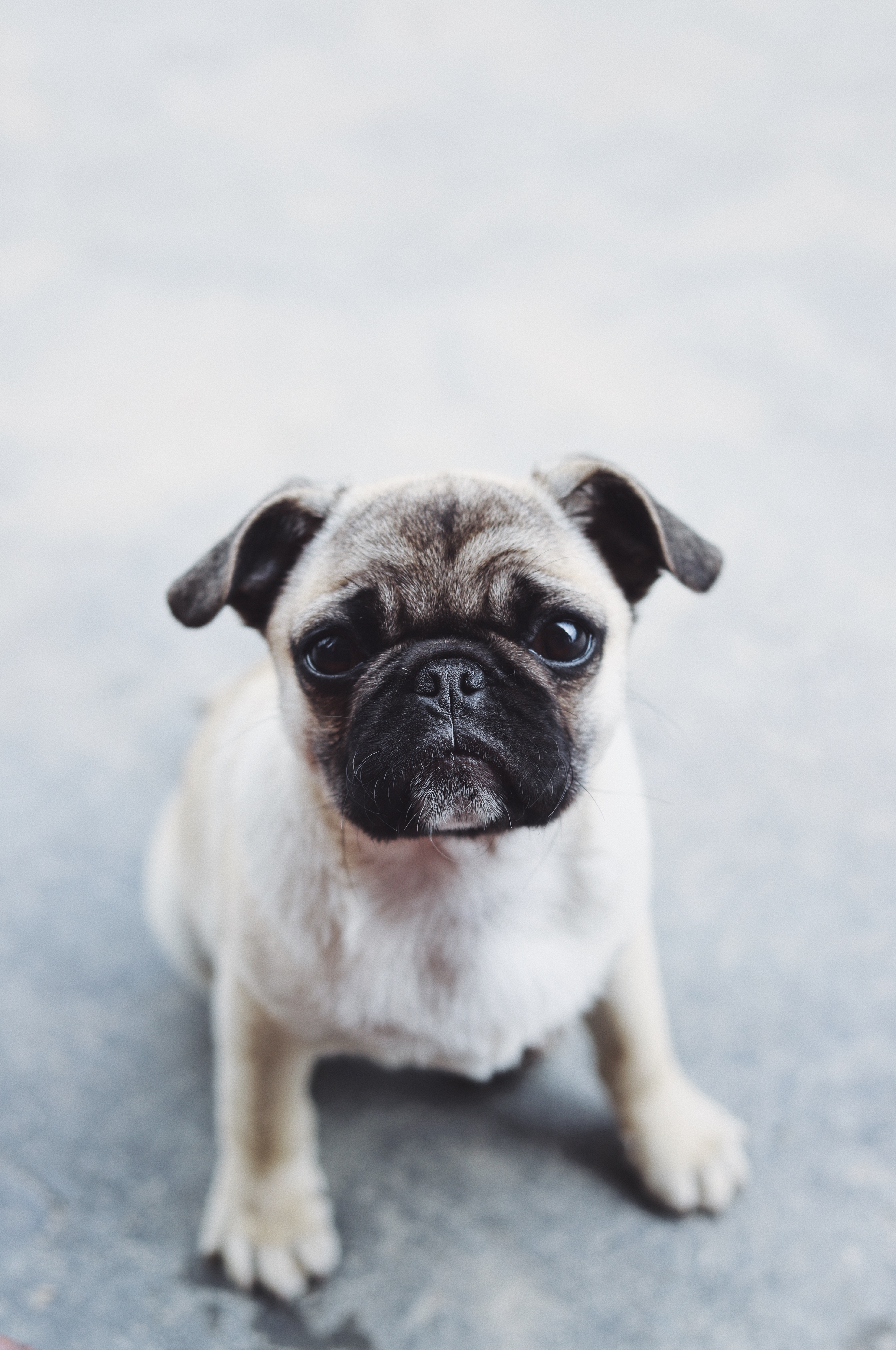 Download mobile wallpaper Pug, Dog, Muzzle, Animals, Sweetheart, Nice, Puppy for free.