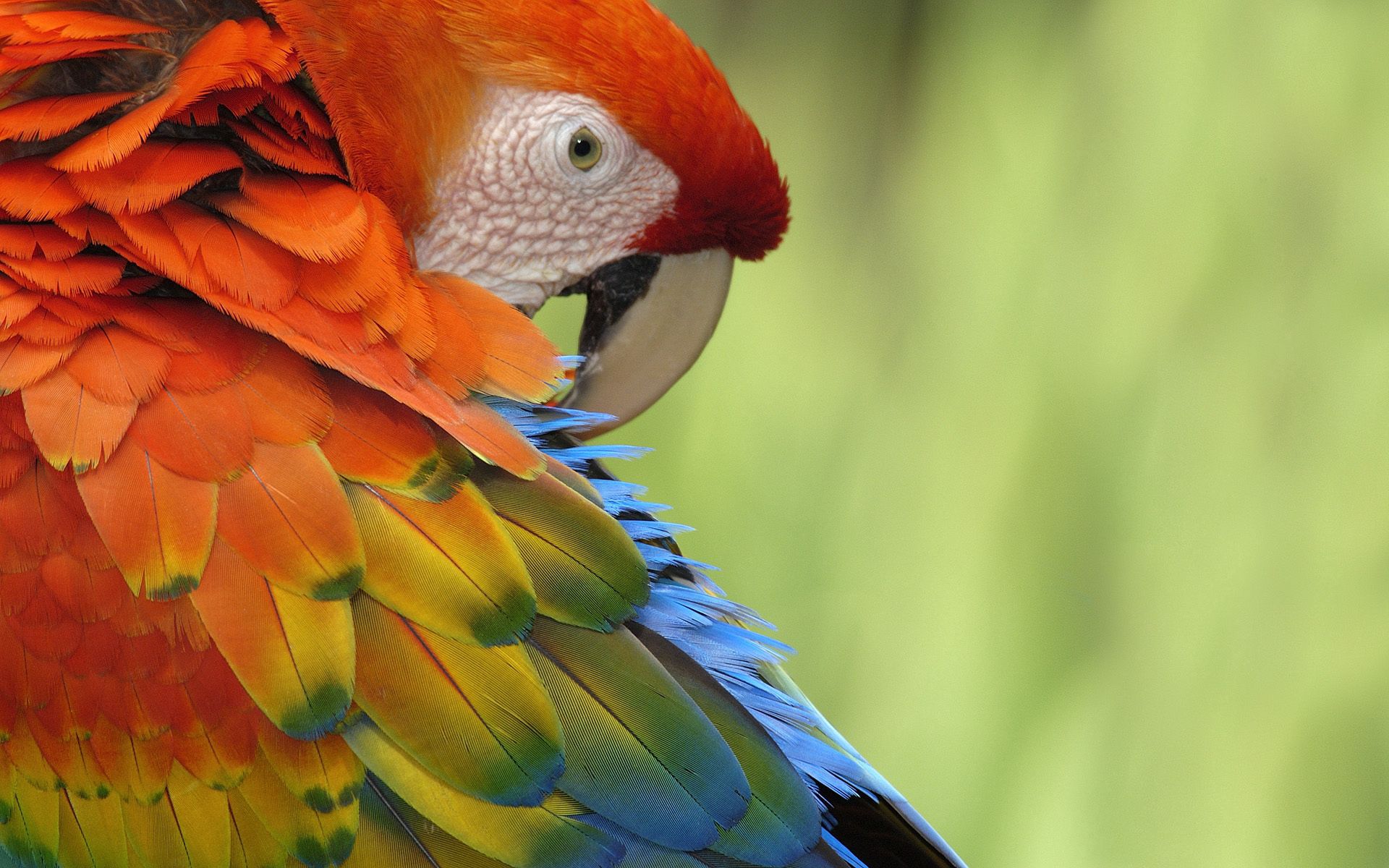 Free download wallpaper Parrots, Multicolored, Motley, Animals, Feather, Beak on your PC desktop