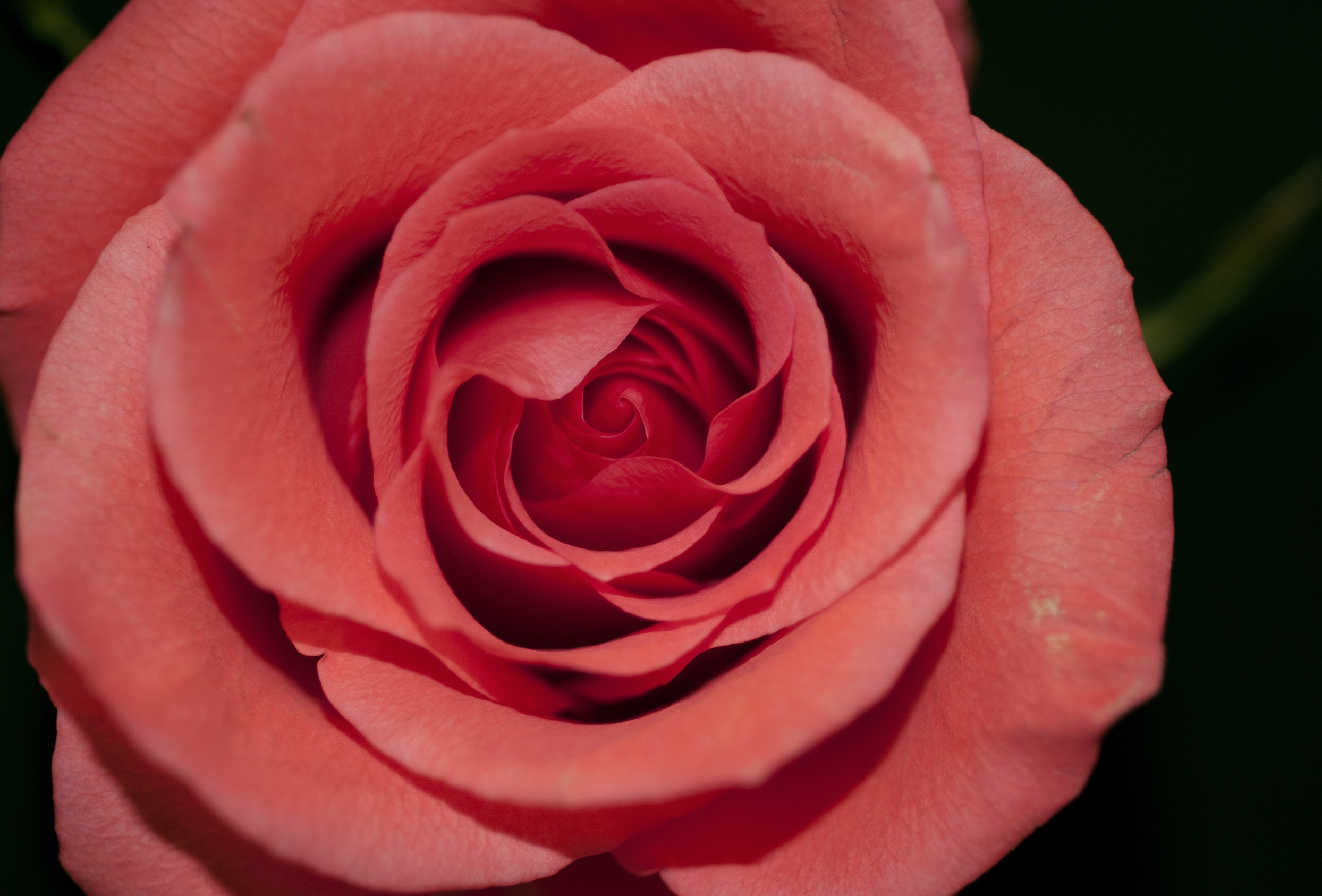 146728 baixar imagens flores, rosa, vermelho, flor rosa, pétalas, bud, botão - papéis de parede e protetores de tela gratuitamente