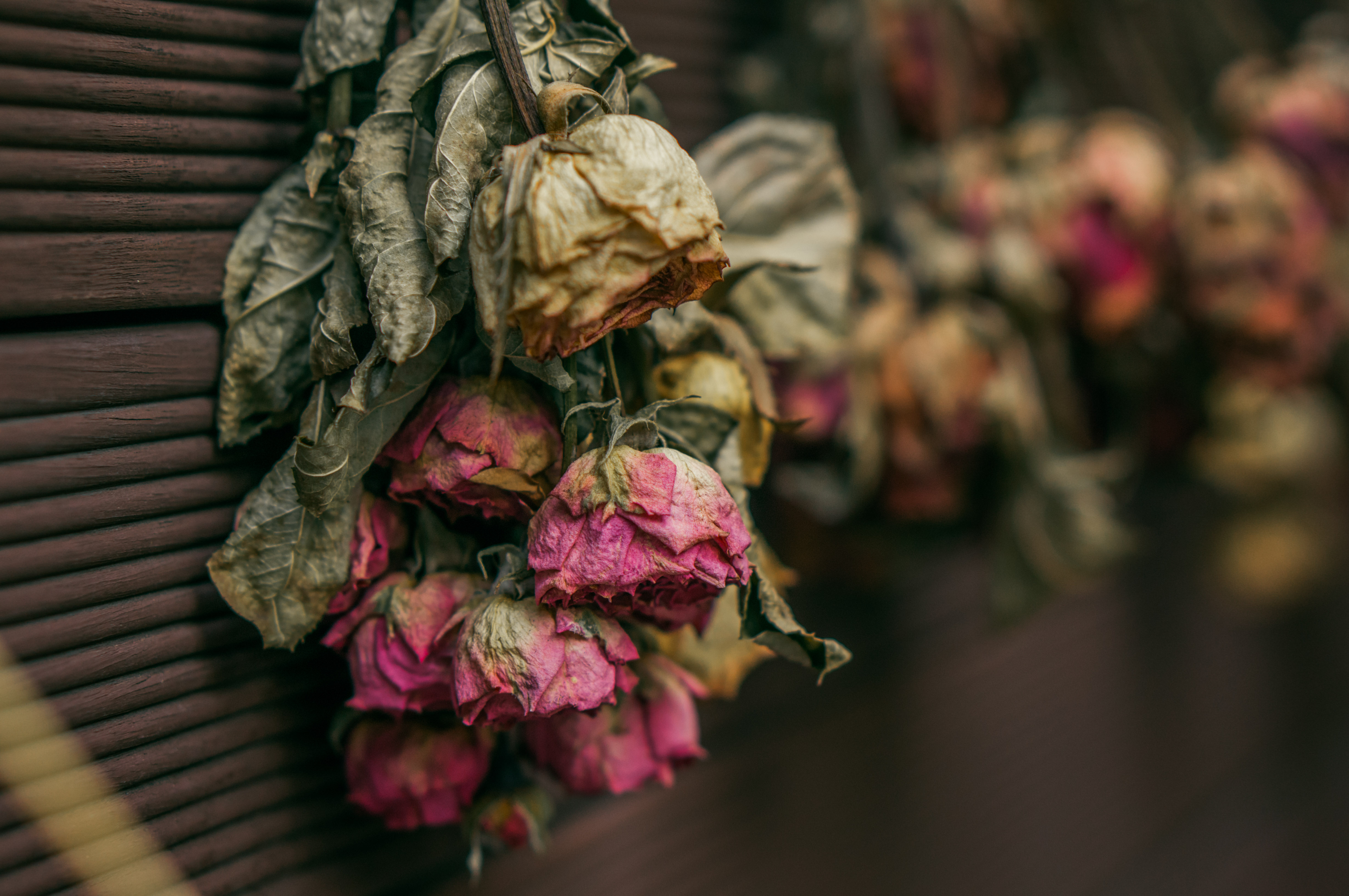 flowers, roses, dry, herbarium phone background
