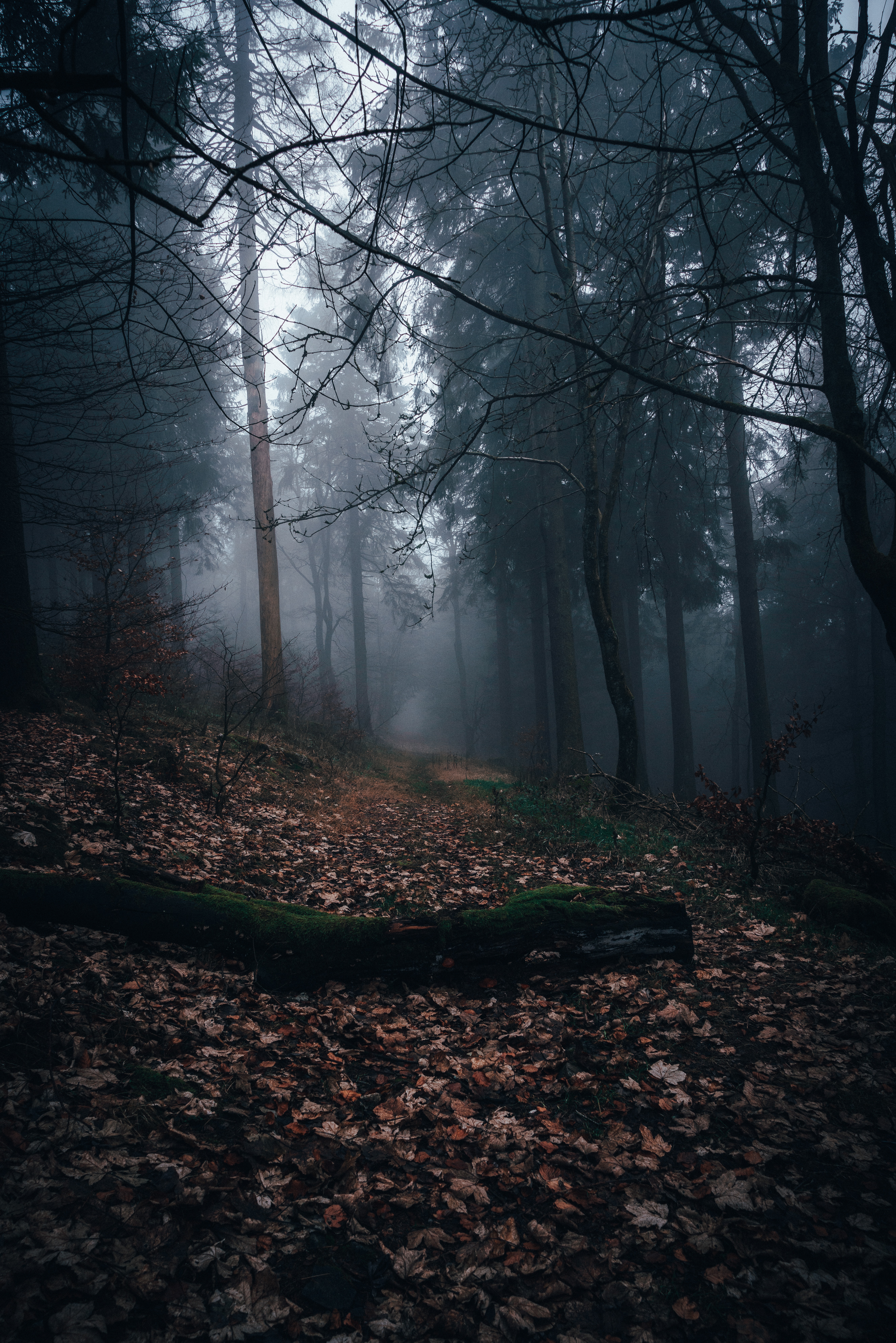 Скачать картинку Туман, Дорожка, Лес, Природа, Осень в телефон бесплатно.