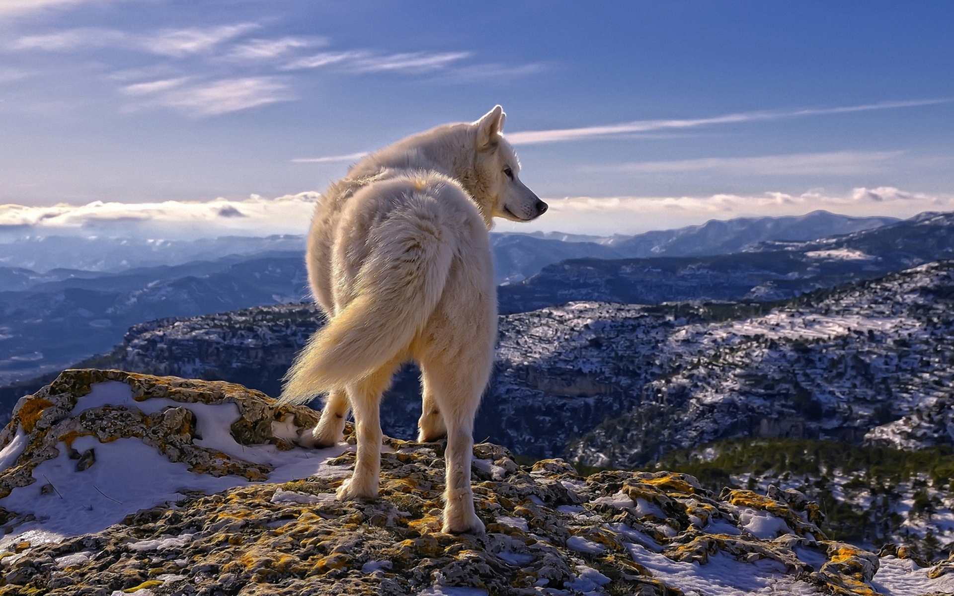 219407 Hintergrundbild herunterladen tiere, wolf, wolves - Bildschirmschoner und Bilder kostenlos