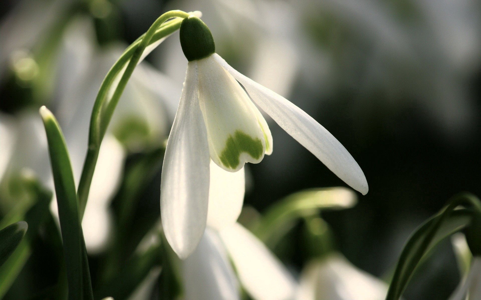 Free Snowdrop Wallpapers