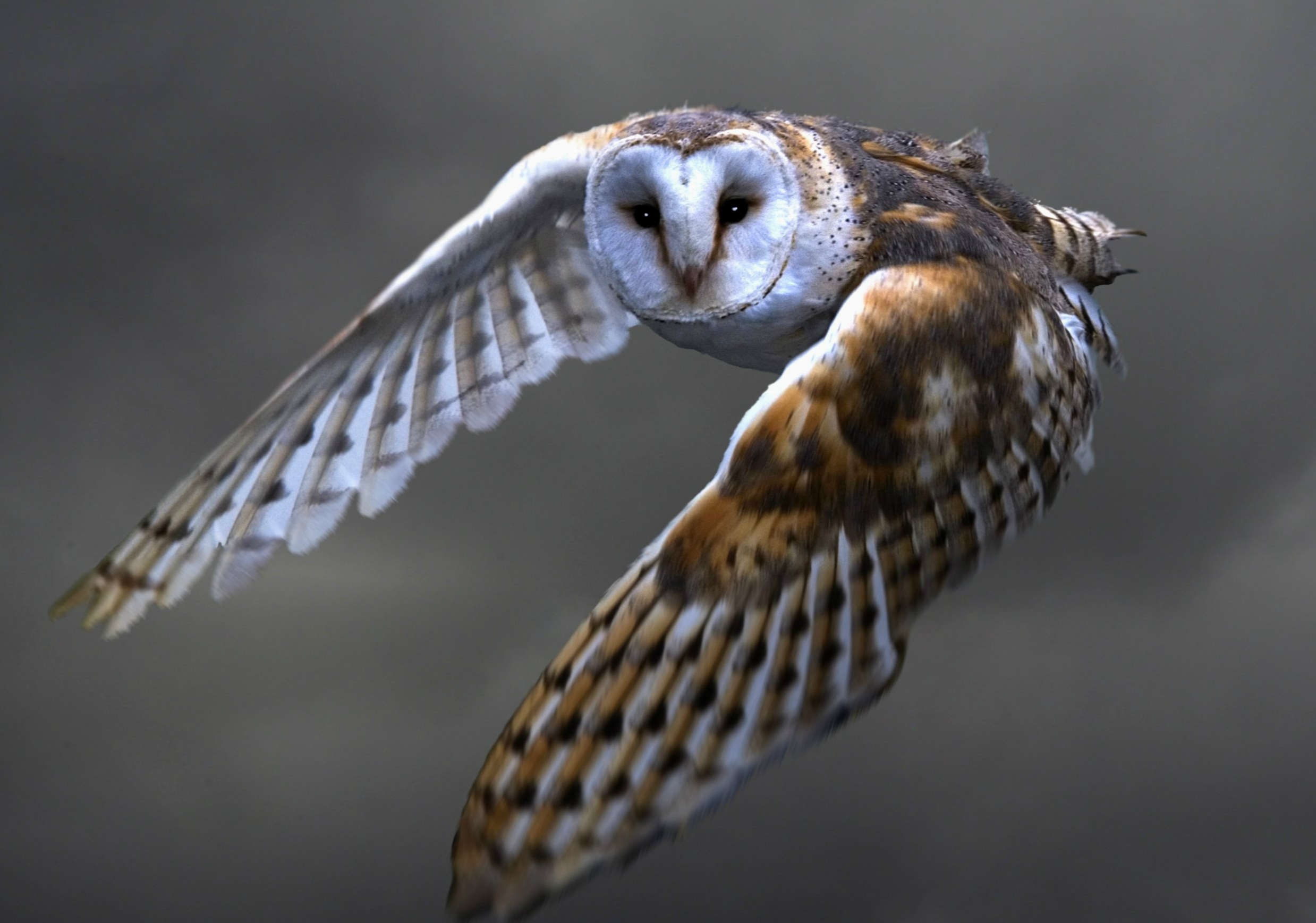 Download mobile wallpaper Sipucha, Animals, Predator, Barn Owl, Flight, Bird, Owl for free.