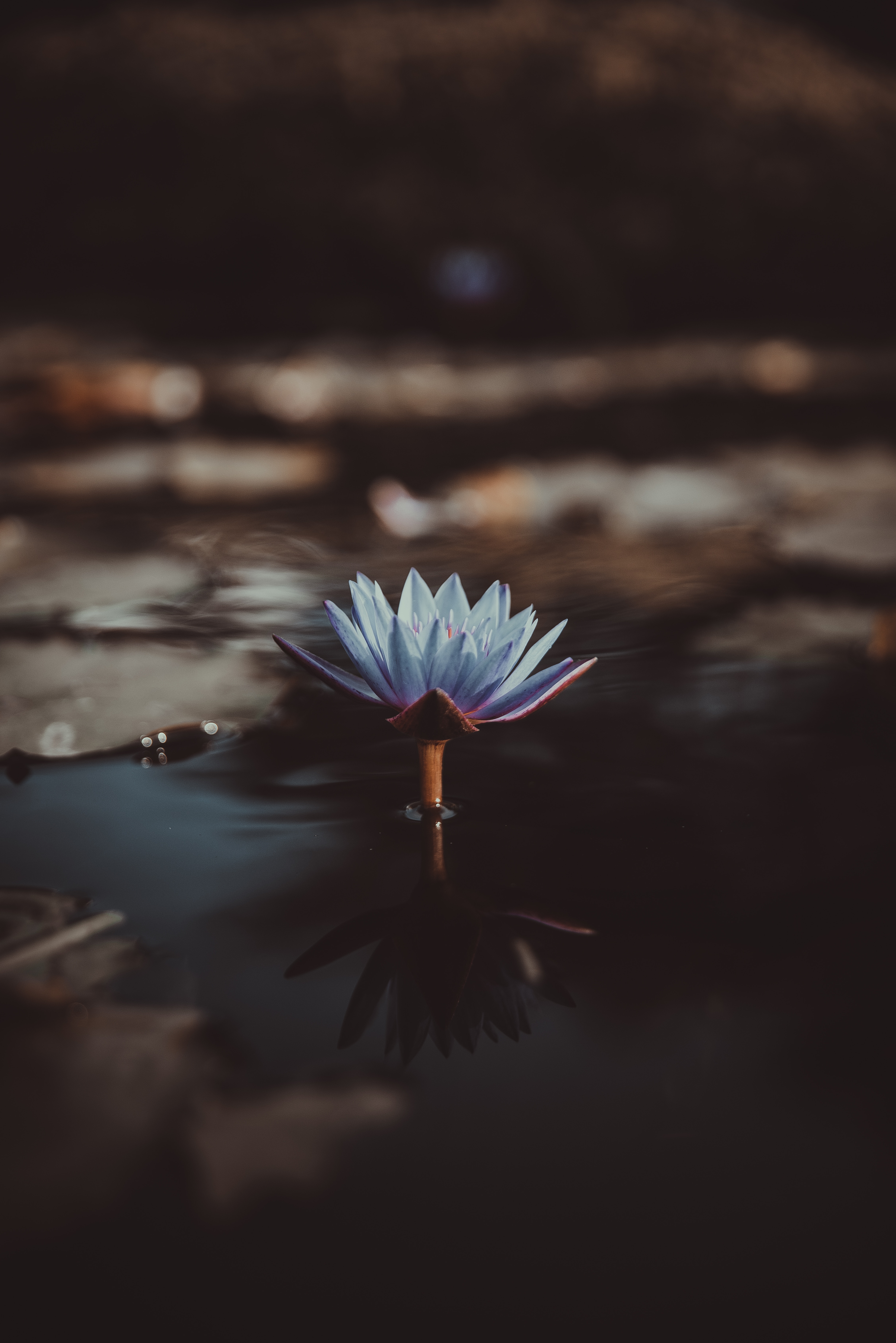 vertical wallpaper water lily, water, flower, flowers, blur, smooth, nymphea, nymphe