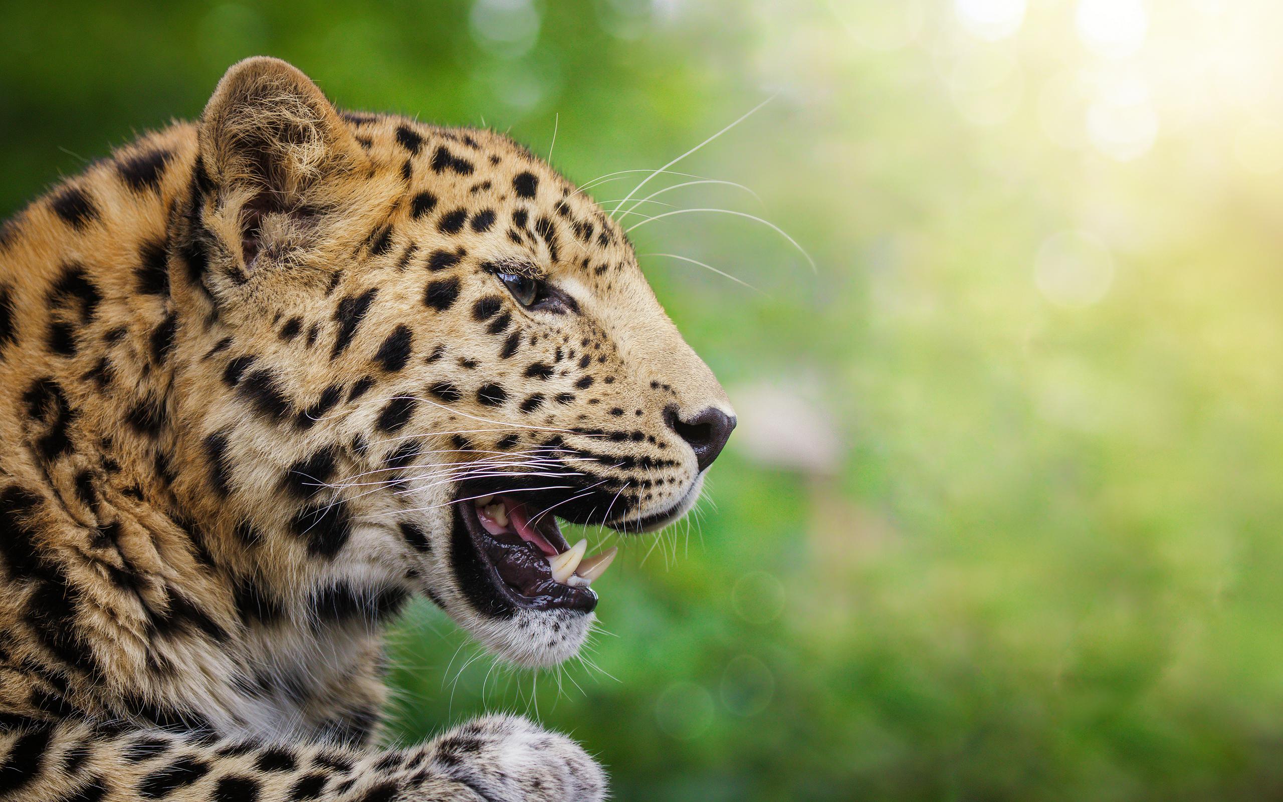 animal, leopard, amur leopard, profile, cats UHD