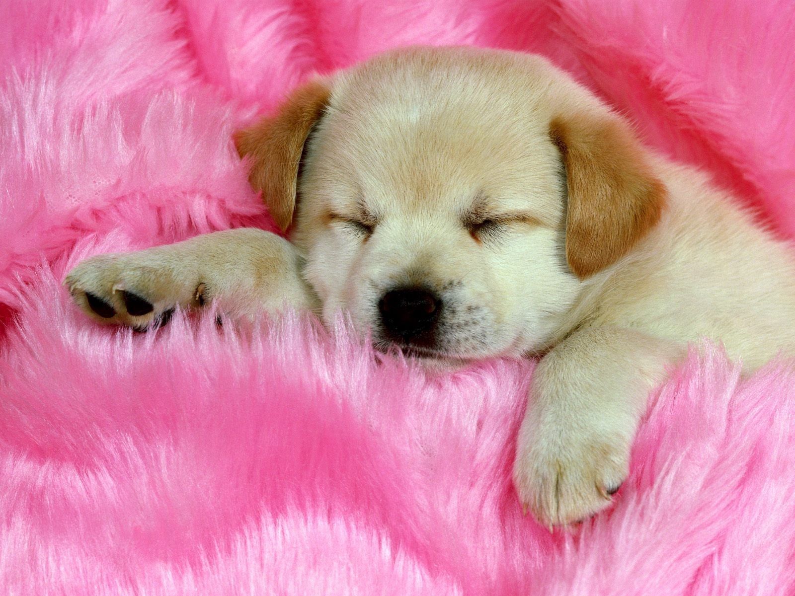PC Wallpapers animals, muzzle, puppy, sleep, dream, fur