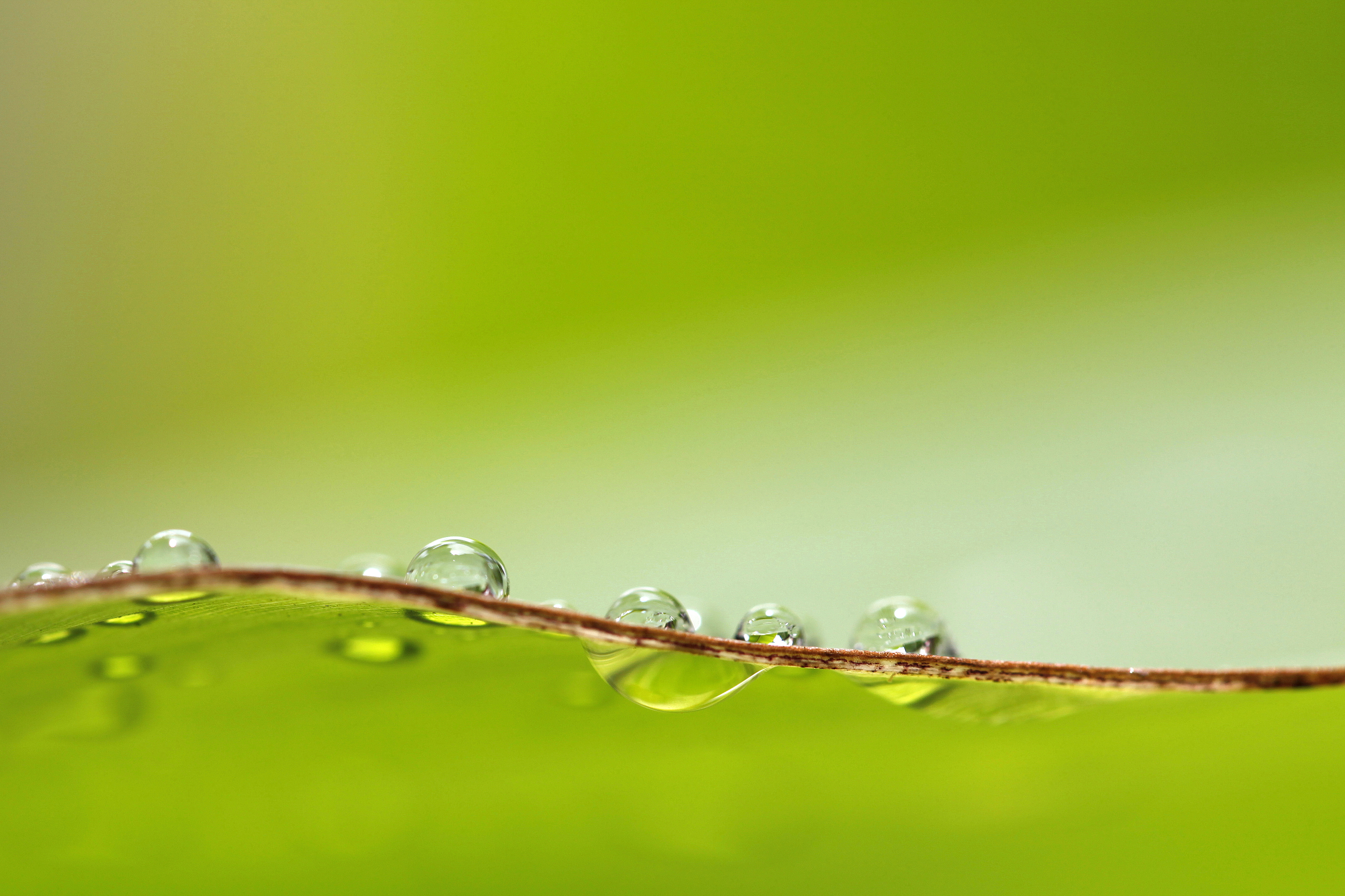 drops, surface, macro, wet 4K for PC