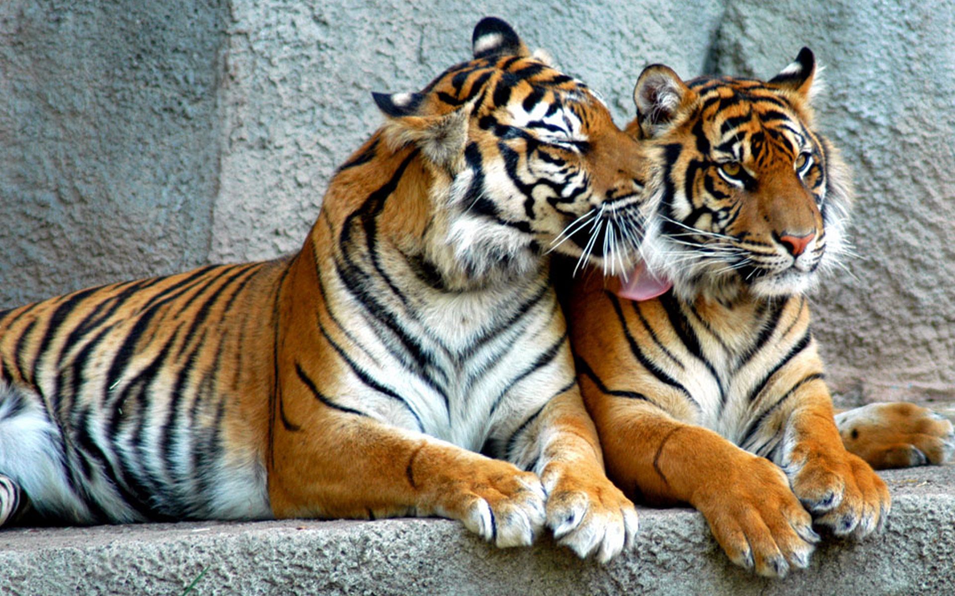 80901 скачать картинку животные, большие кошки, хищники, тигр, пара, полосатые - обои и заставки бесплатно