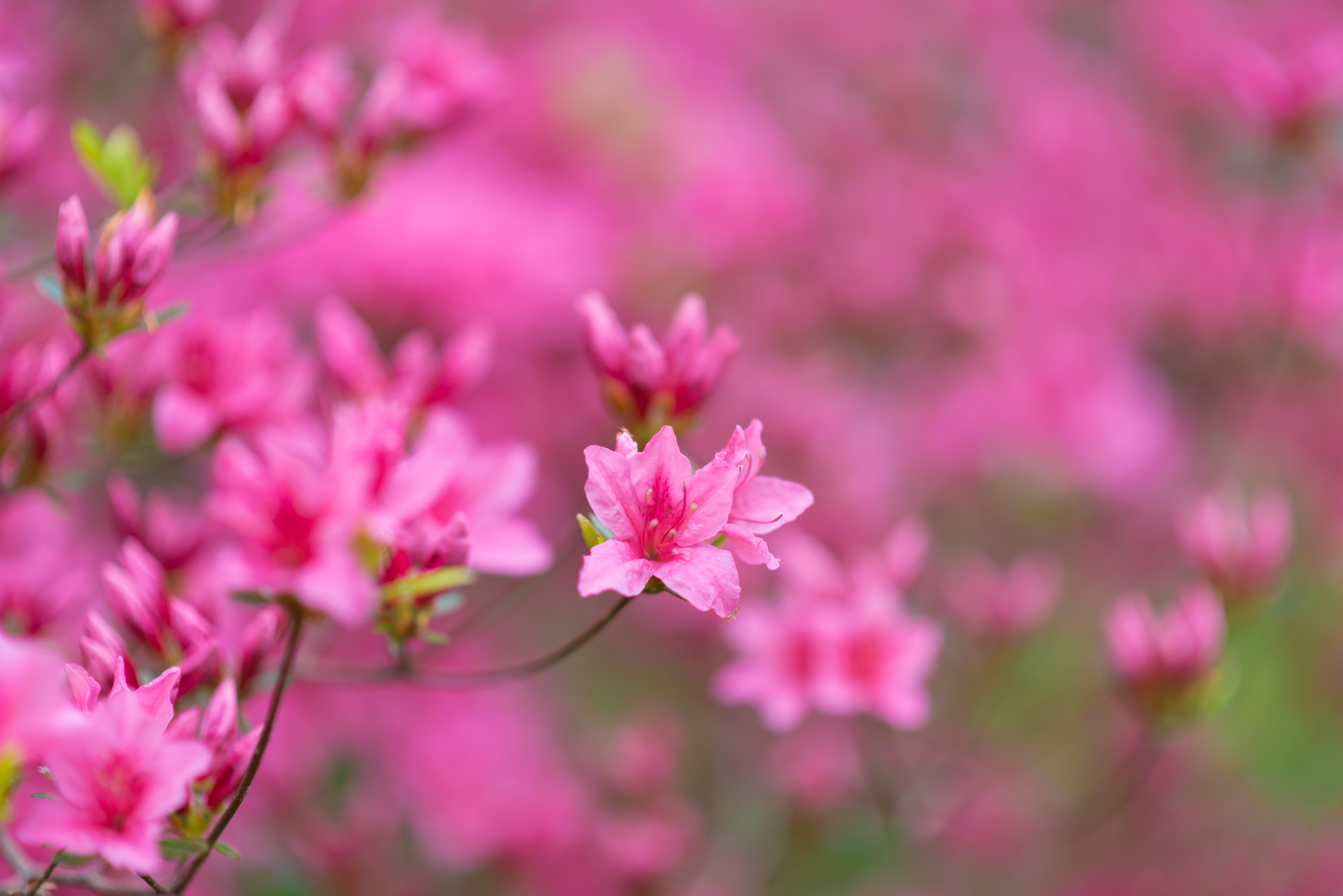 PCデスクトップにフラワーズ, ブランチ, 枝, 咲く, 開花, ピンク画像を無料でダウンロード
