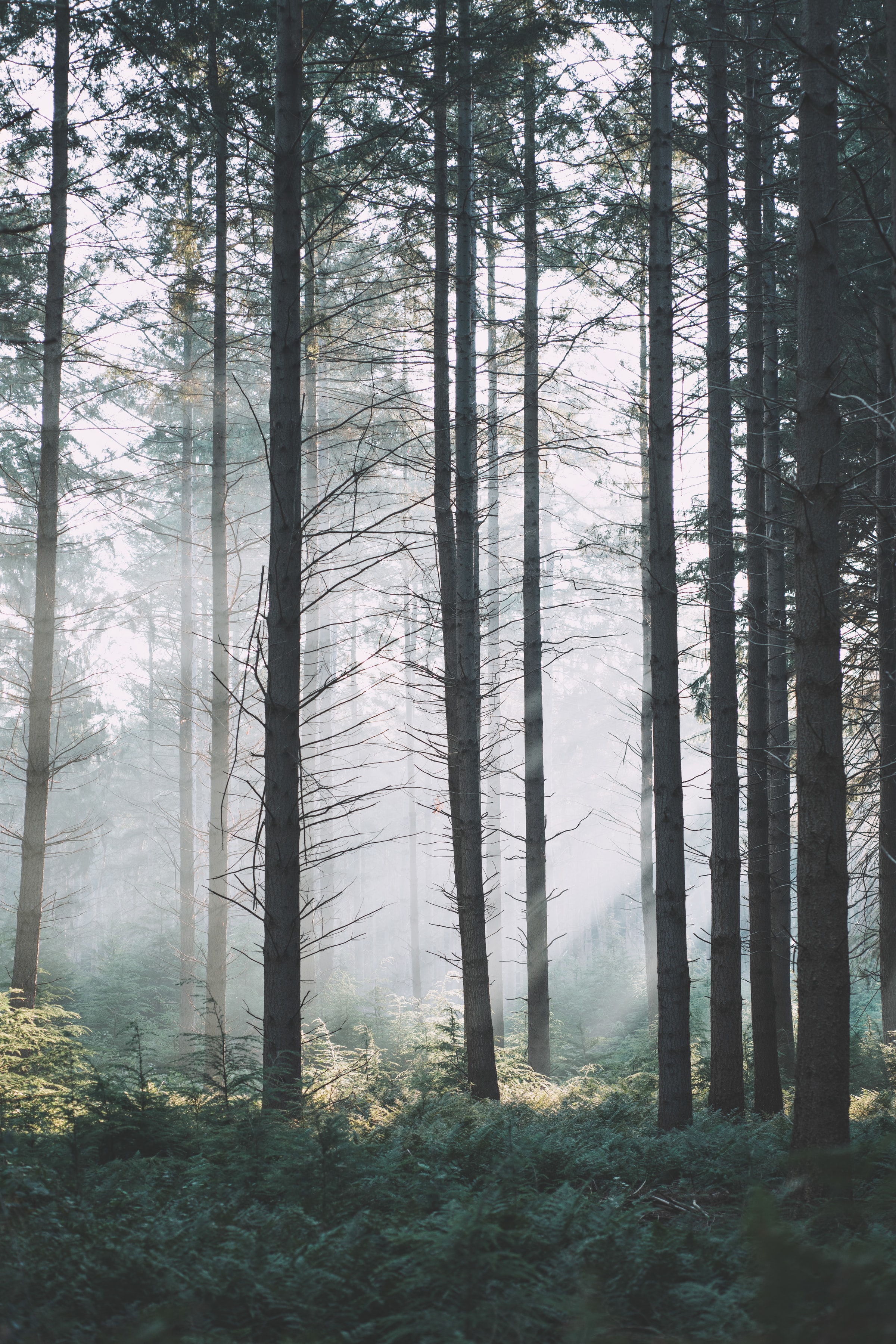 Download mobile wallpaper Fir, Branches, Spruce, Fog, Forest, Trees, Nature for free.