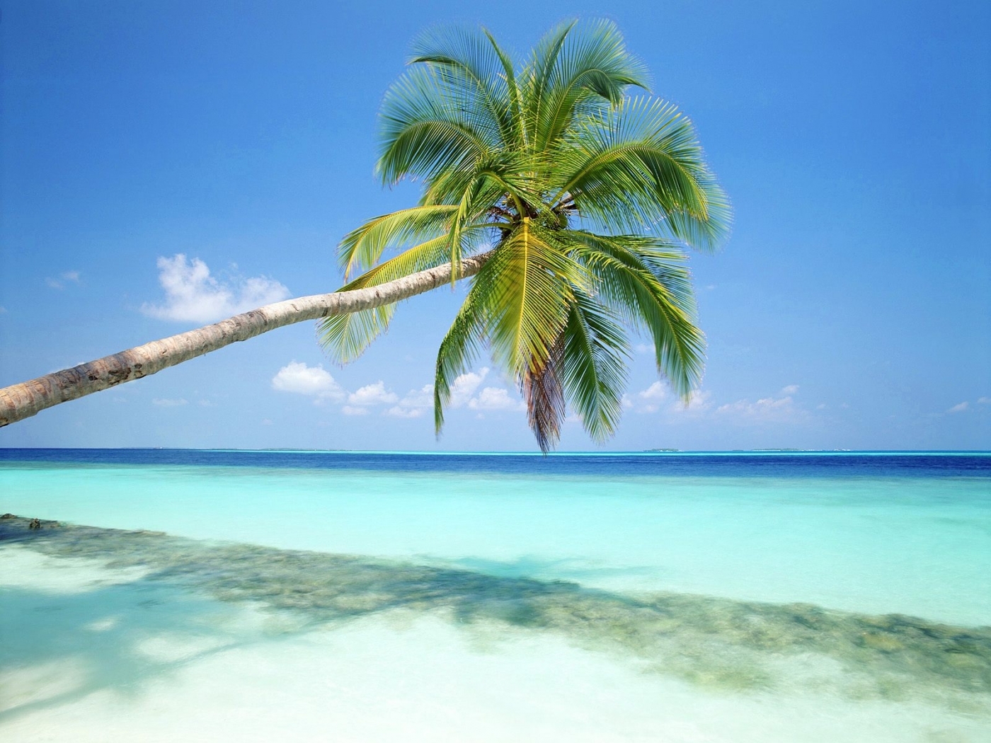 25818 Bild herunterladen strand, palms, pflanzen, sea, landschaft - Hintergrundbilder und Bildschirmschoner kostenlos