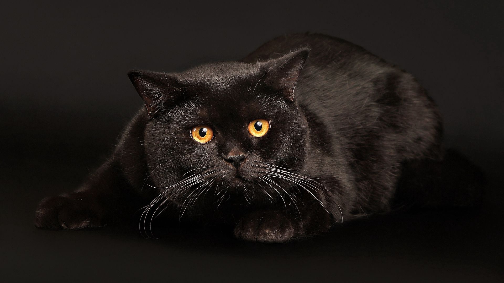 62303 Hintergrundbild herunterladen tiere, der kater, katze, sich hinlegen, liegen, dunkler hintergrund, dunkle hintergründe, schreck, schwarzer kater, black cat - Bildschirmschoner und Bilder kostenlos