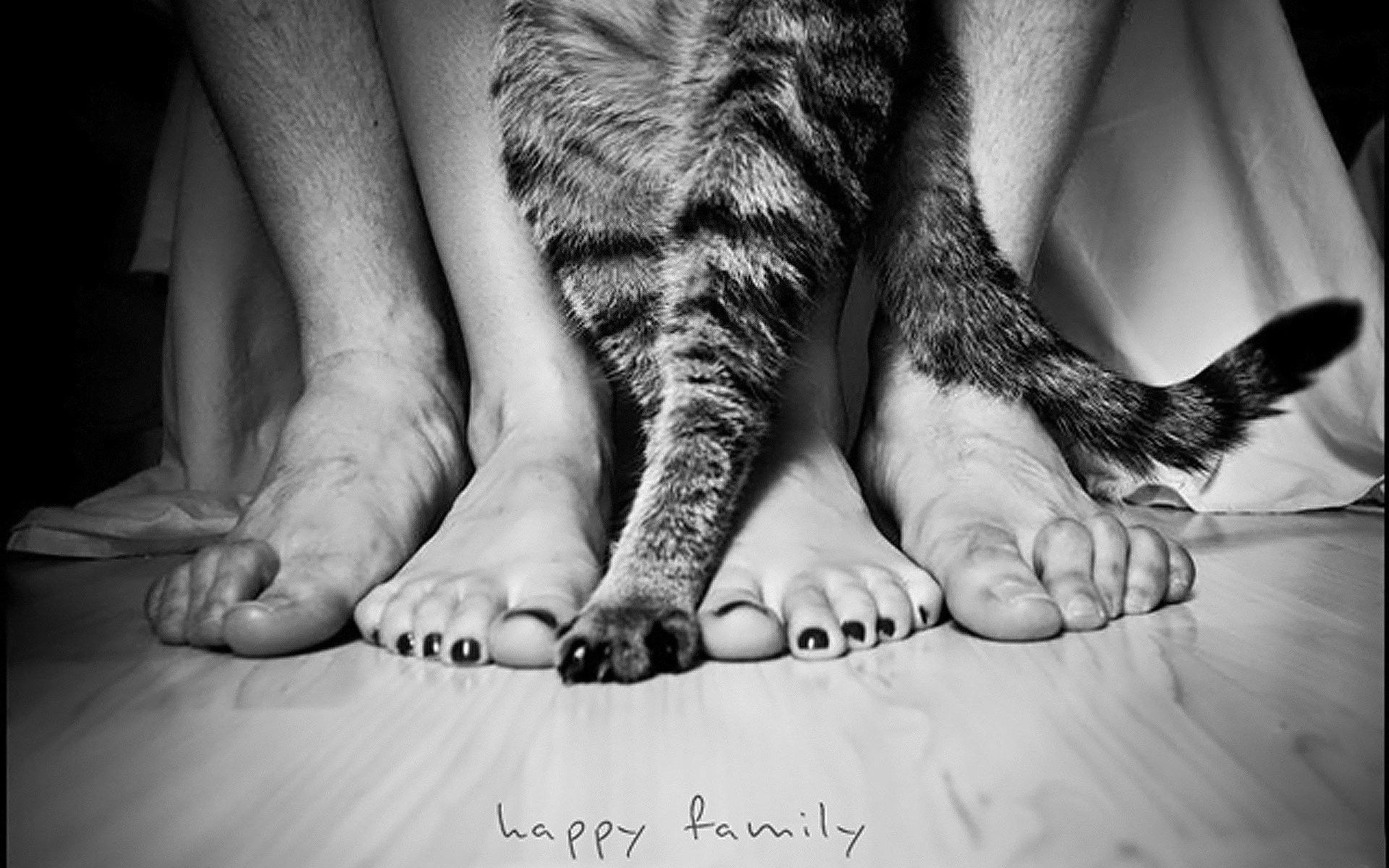 Download mobile wallpaper Miscellanea, Miscellaneous, Cat, Legs, Family, People for free.