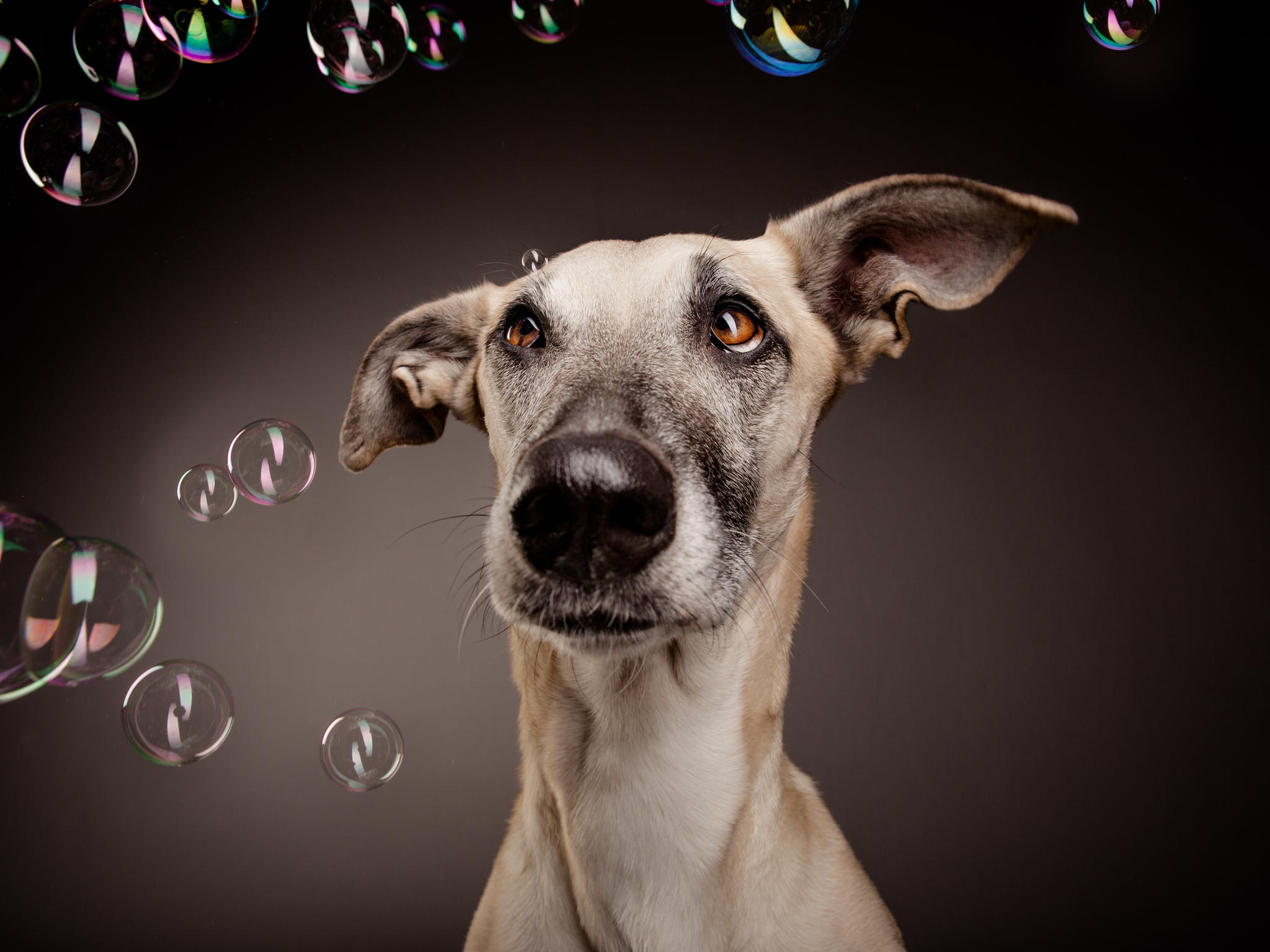 128554 завантажити картинку тварини, бульбашки, собака, пес, подив, здивування, мильні бульбашки - шпалери і заставки безкоштовно