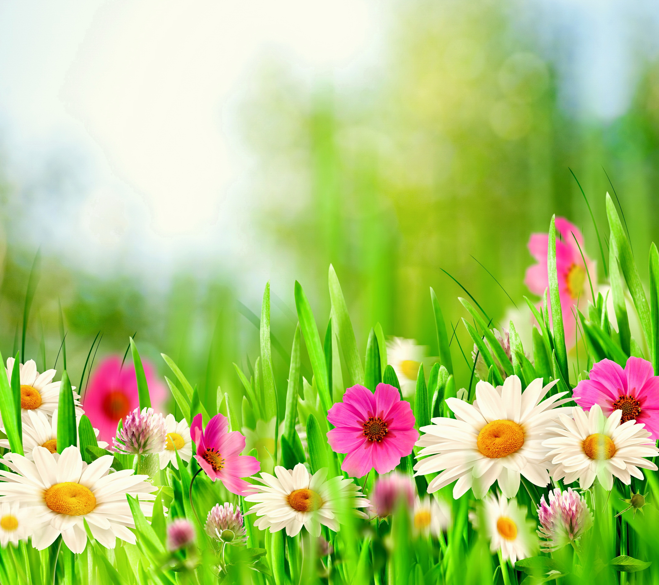 Spring arrives. Летний фон. Цветочный фон. Солнечная Поляна с цветами. Летний фон с цветами.