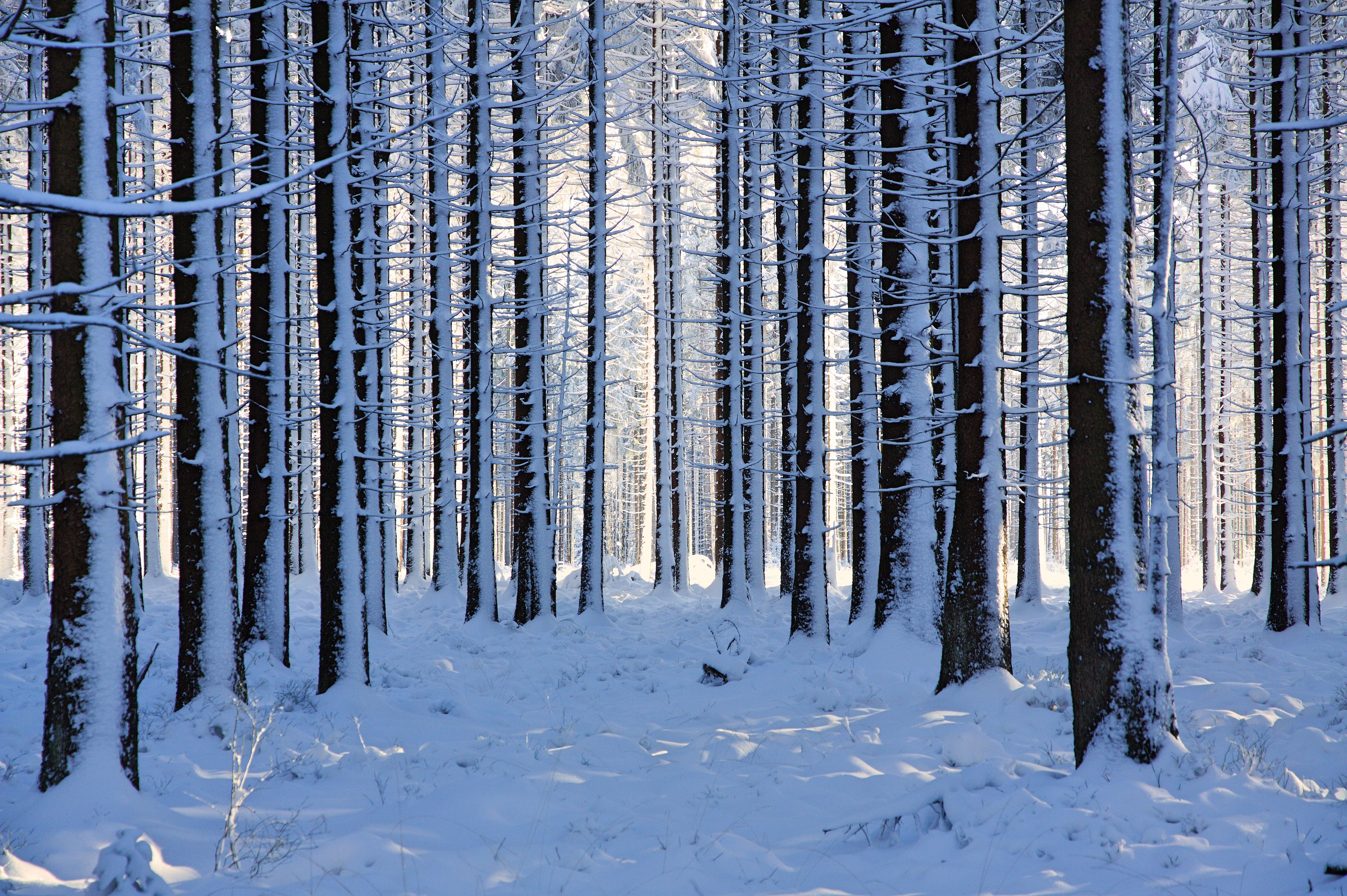 Winter forest. Зимний лес. Зимой в лесу. Лес в снегу. Леса зимой.