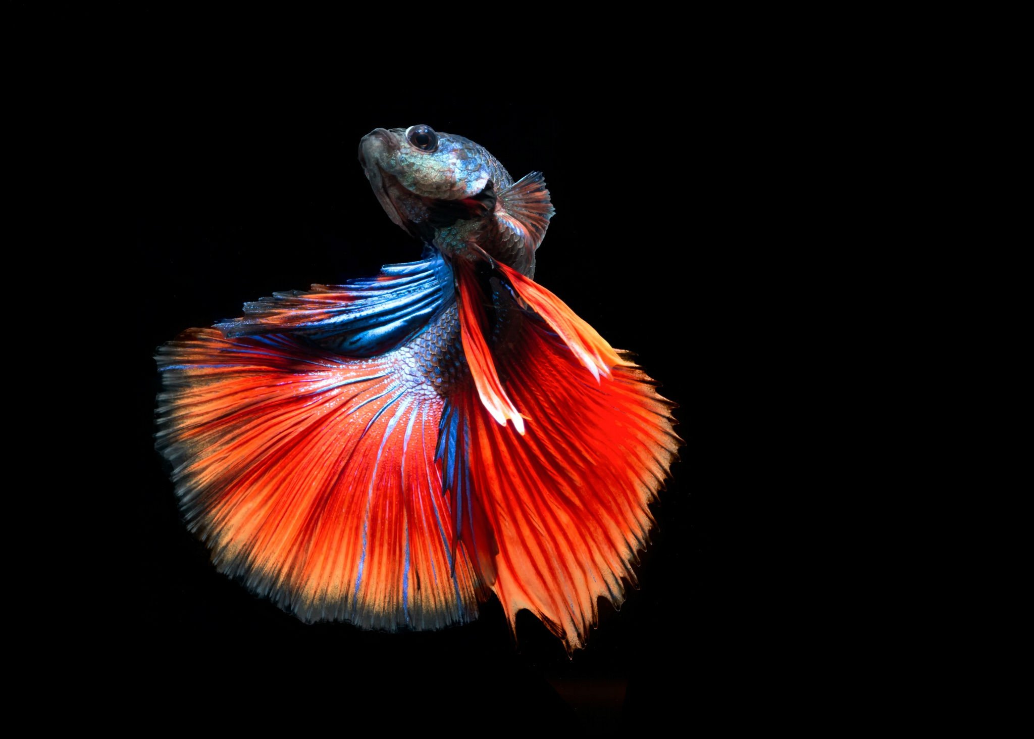 Золотой петушок рыбка