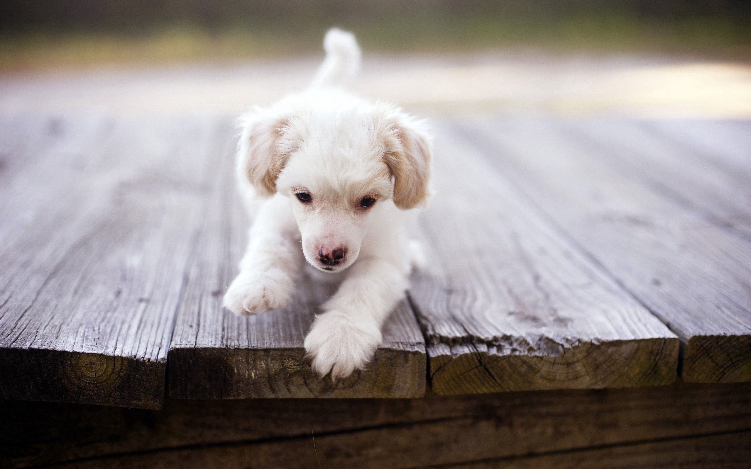 Маленький белый щенок