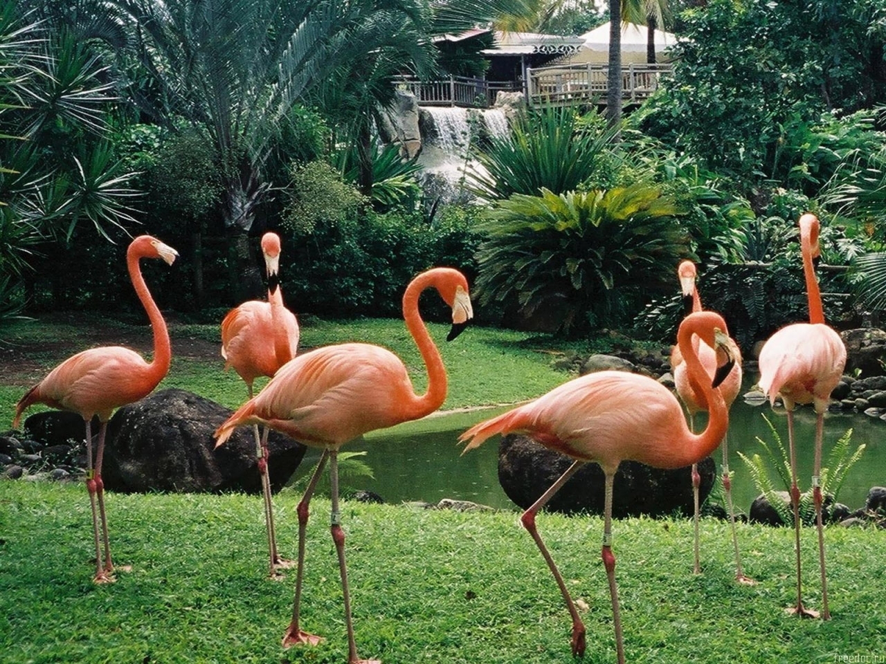Handy-Wallpaper Vögel, Tiere, Flamingo kostenlos herunterladen.