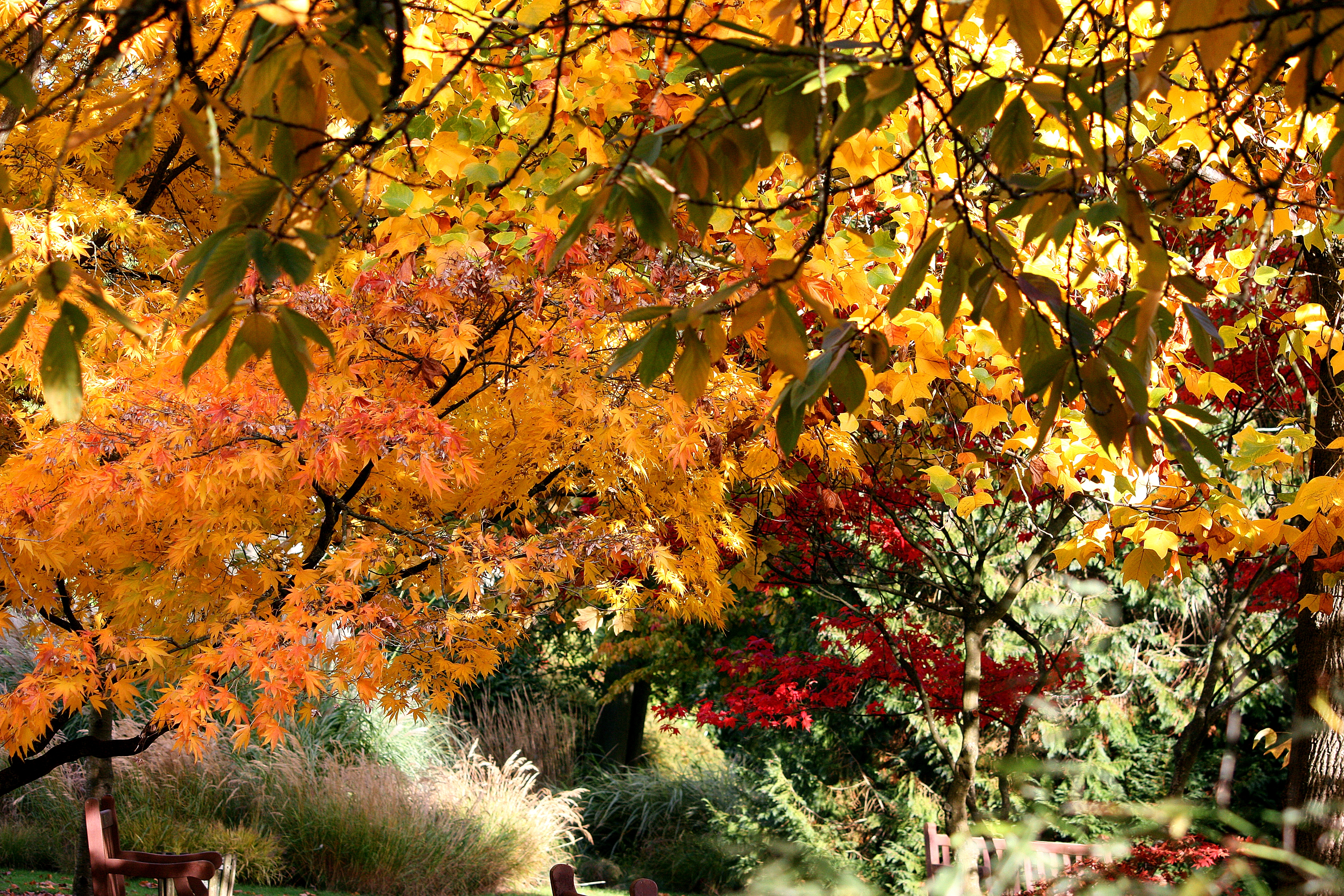 Скачать картинку Природа, Листья, Осень, Деревья в телефон бесплатно.