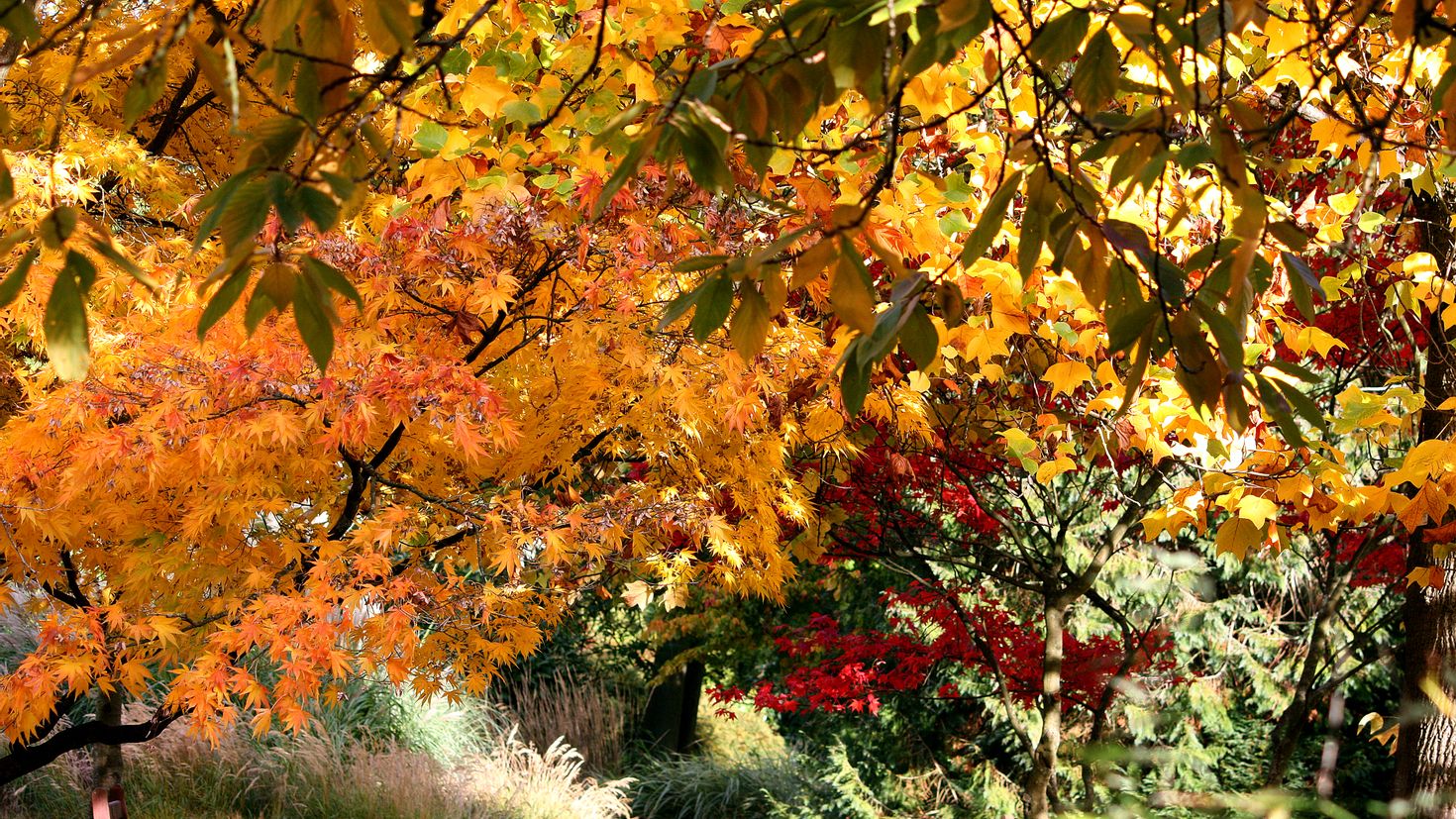 Виды осени. Осенний сад. Осенний лес сентябрь. Золотая осень. Красивая осень.