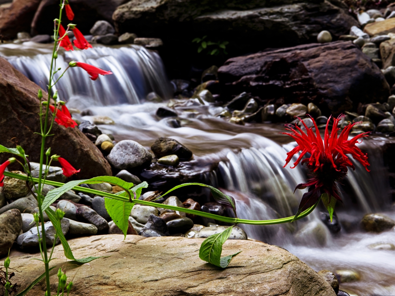 Природа водопад цветы