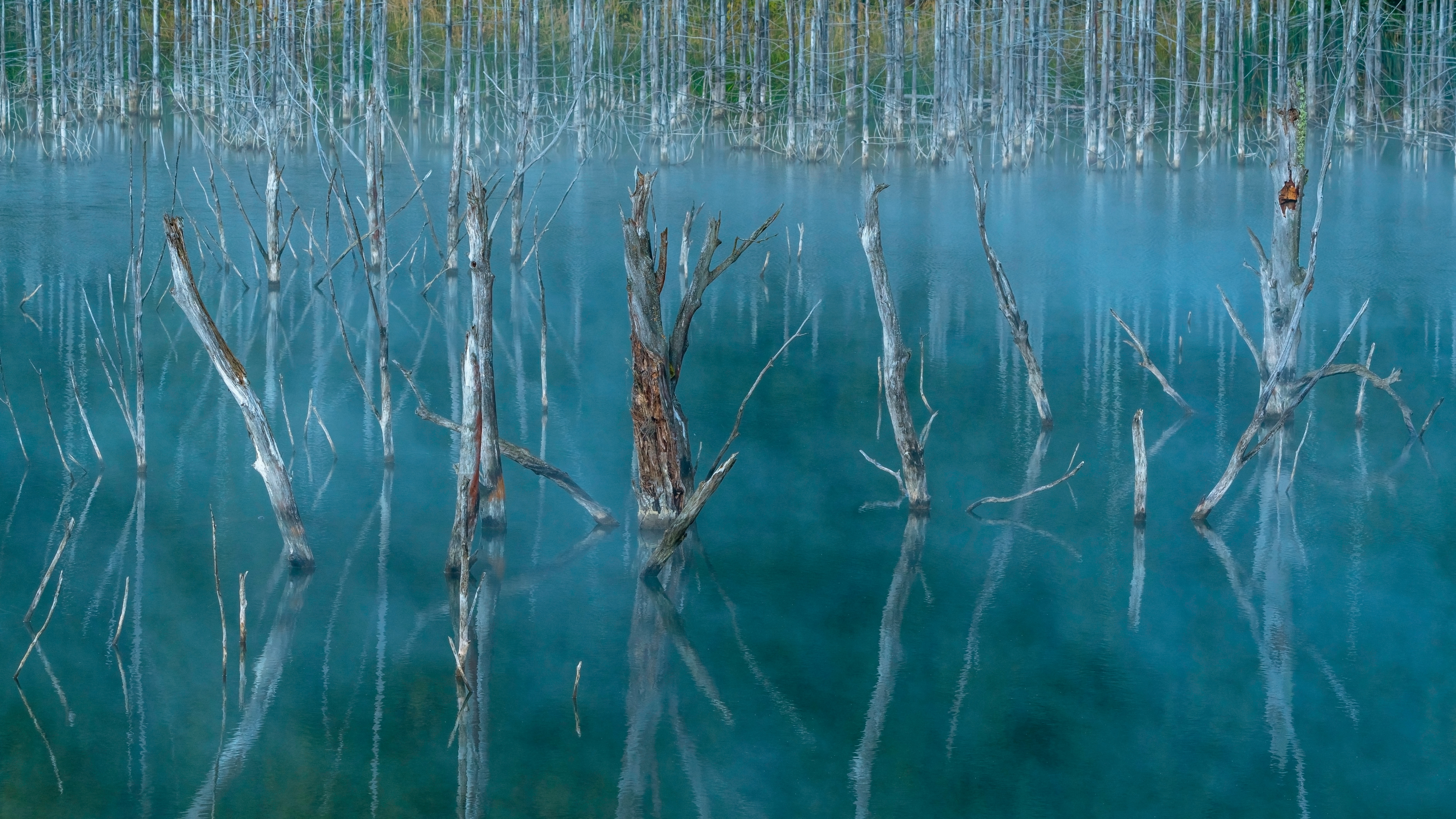 Laden Sie das Natur, Bäume, Swamp, See-Bild kostenlos auf Ihren PC-Desktop herunter