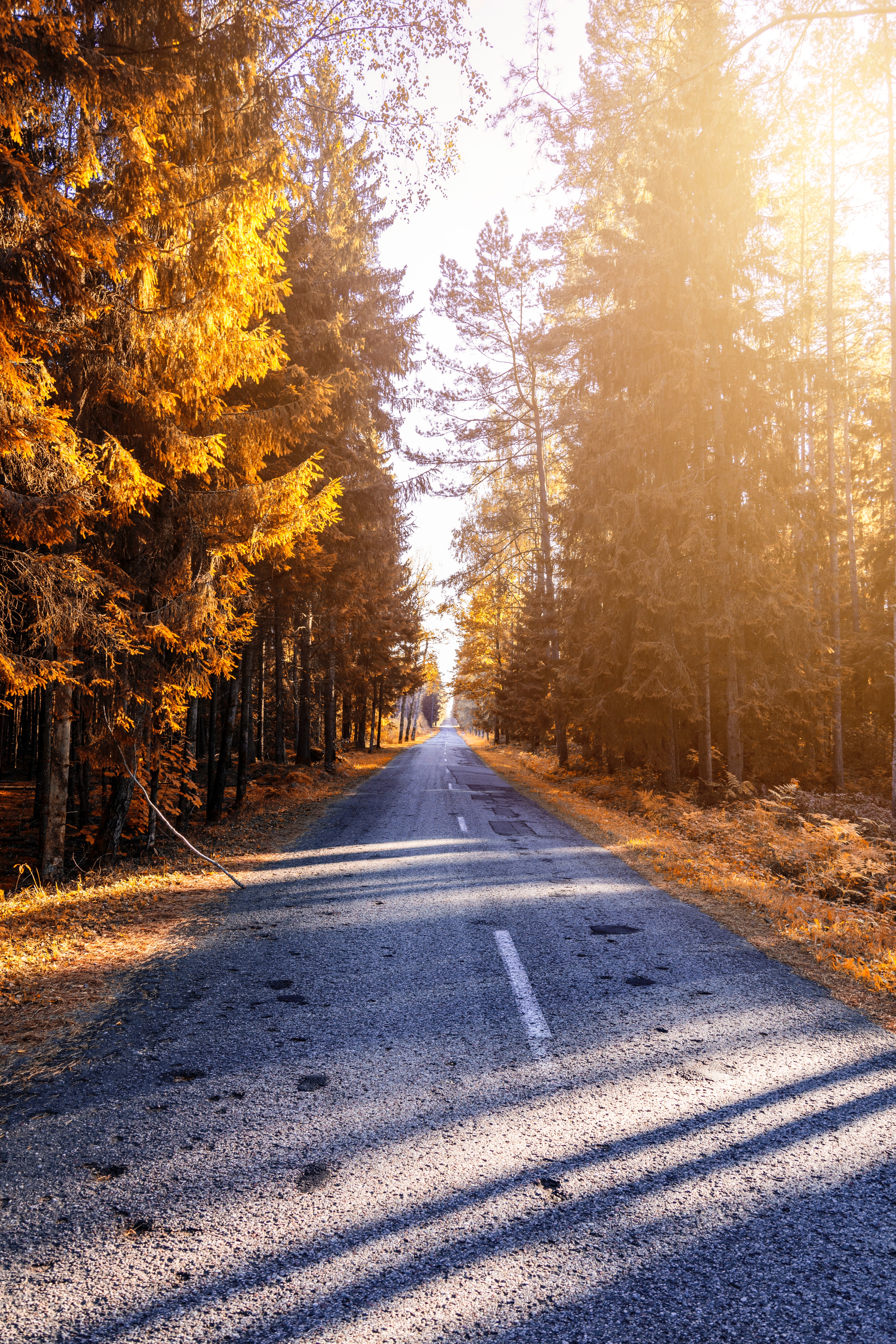 Laden Sie das Straße, Sonnenlicht, Natur, Wald, Herbst-Bild kostenlos auf Ihren PC-Desktop herunter