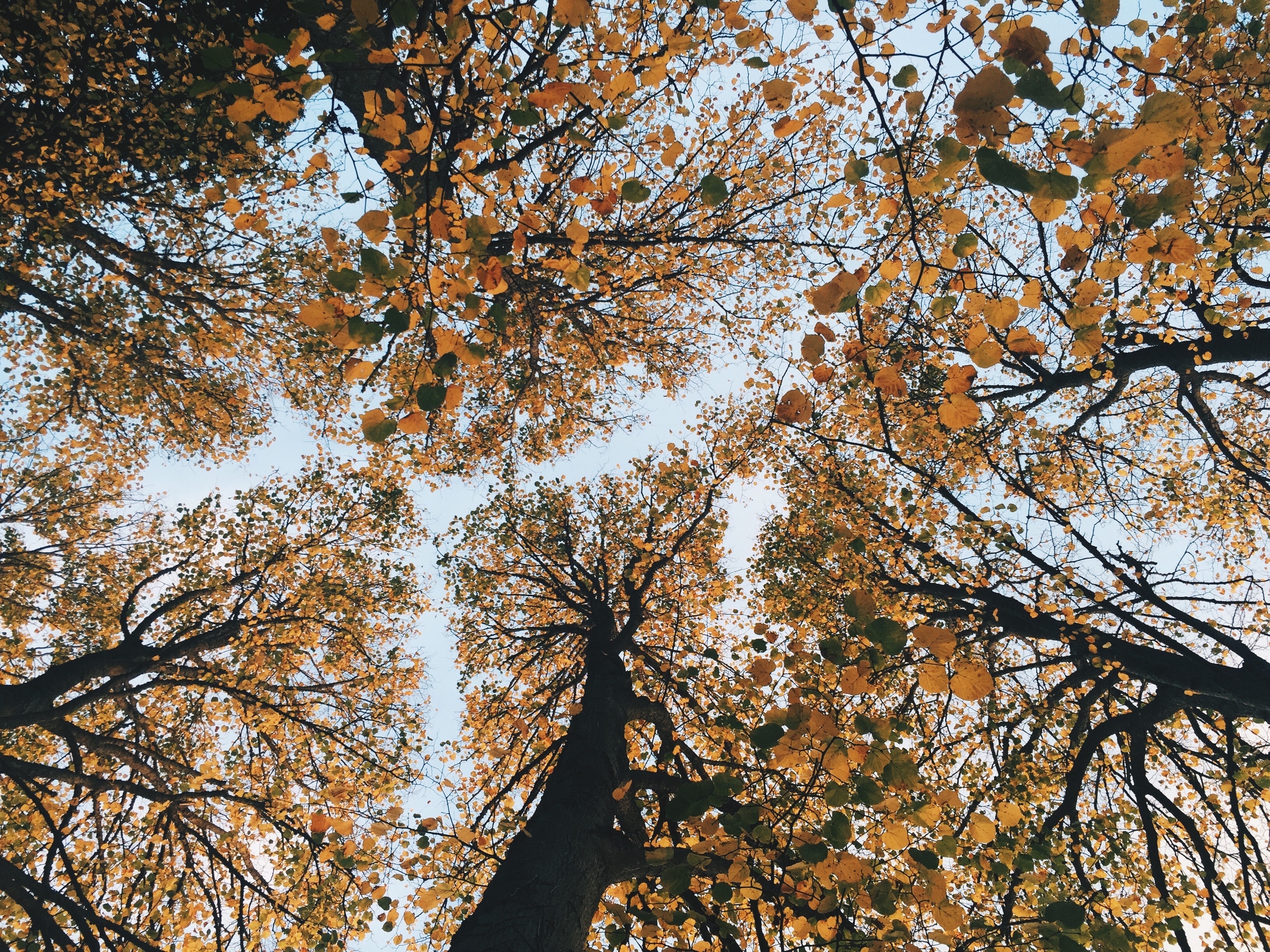 Верхушки осенних деревьев
