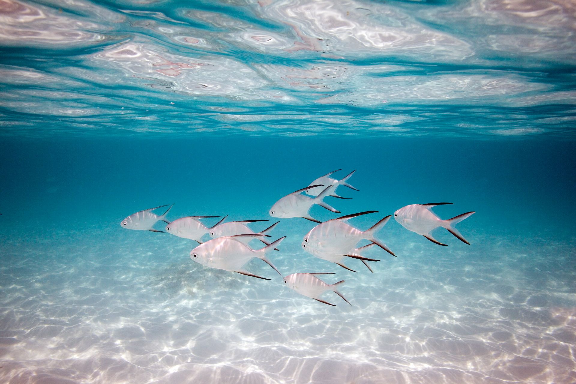 Видеть много рыб в прозрачной воде. Морской заповедник Саут-Уотер-Кей,. Подводный мир. Прозрачное море. Рыбки в море.