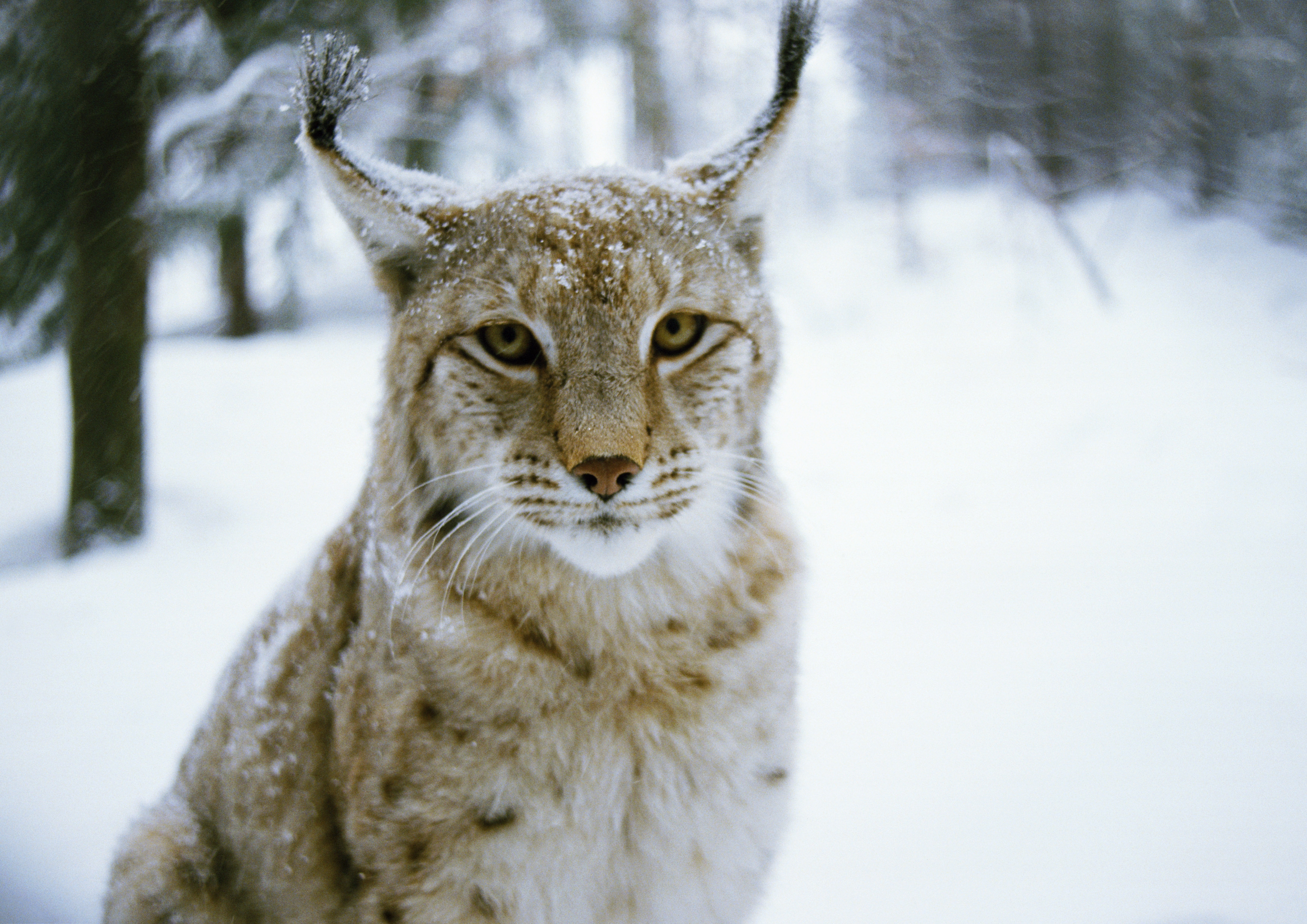 Free download wallpaper Winter, Forest, Animals, Iris, Predator, Cat on your PC desktop