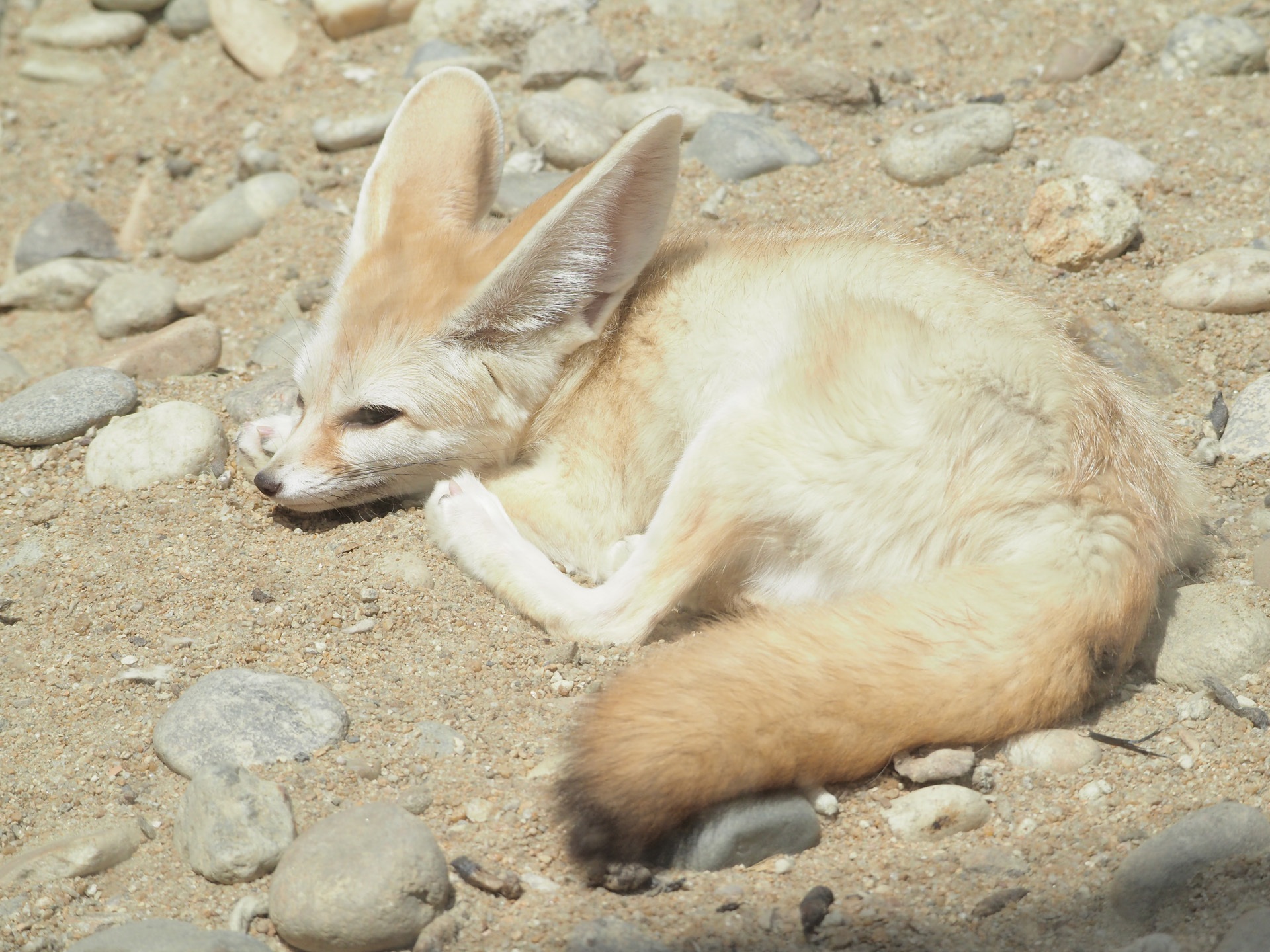 animal, fennec fox, fox, mammal, resting, sand, zoo cell phone wallpapers