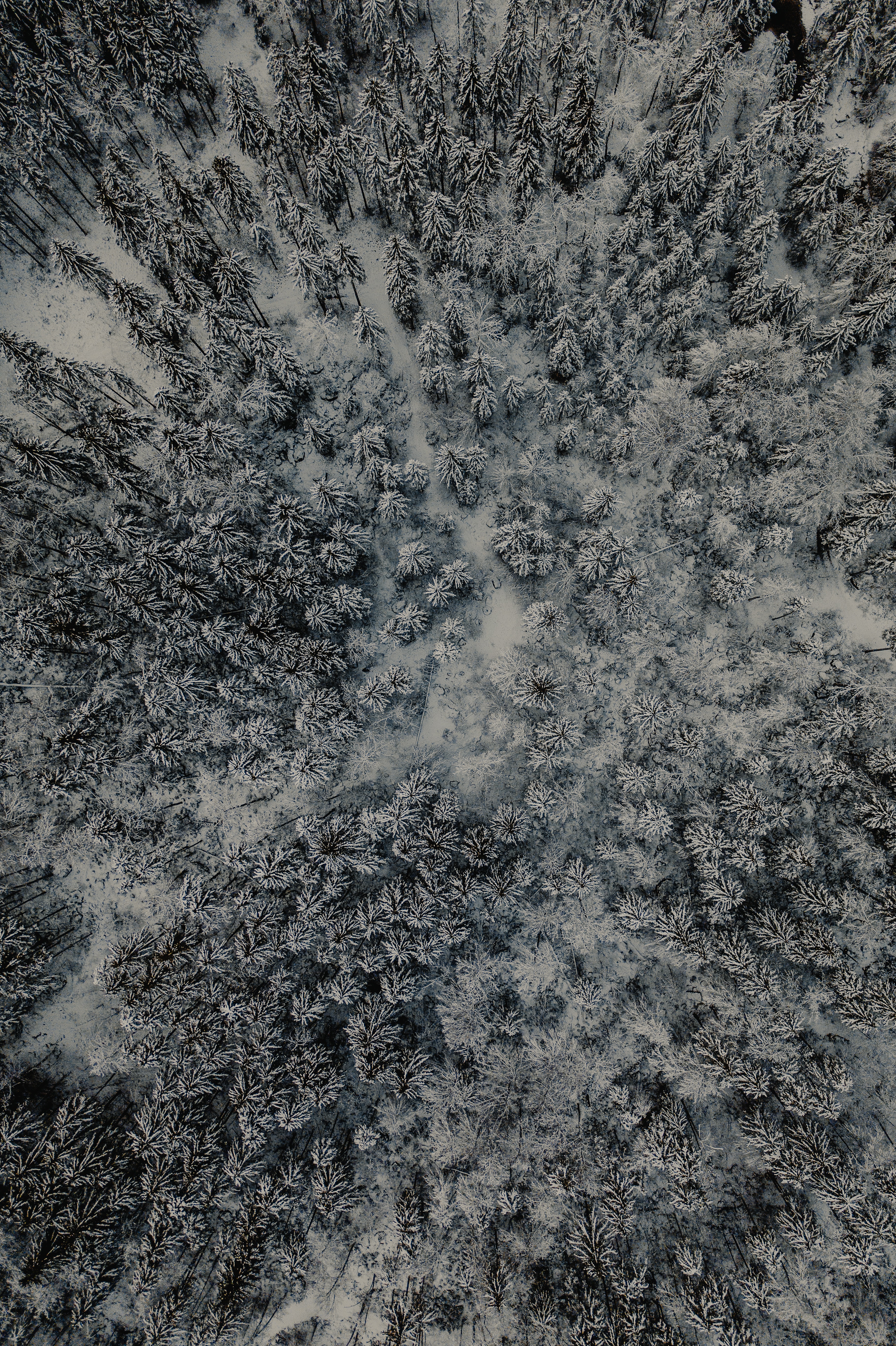 137193画像をダウンロード森林, 冬, 自然, 雪, 上から見る, 森-壁紙とスクリーンセーバーを無料で
