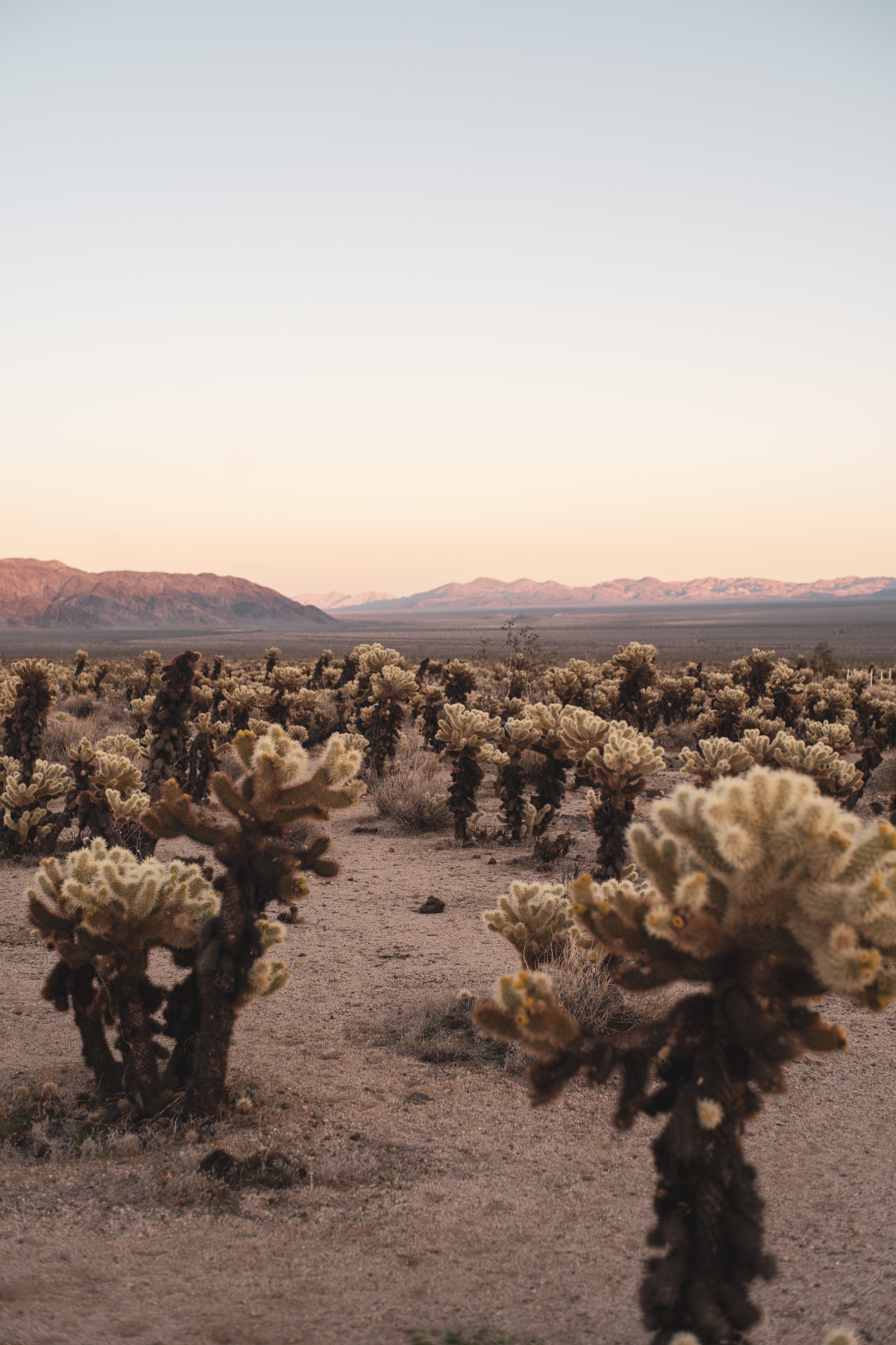Téléchargez des papiers peints mobile Nature, Désert, Cactus, Montagnes, Paysage gratuitement.