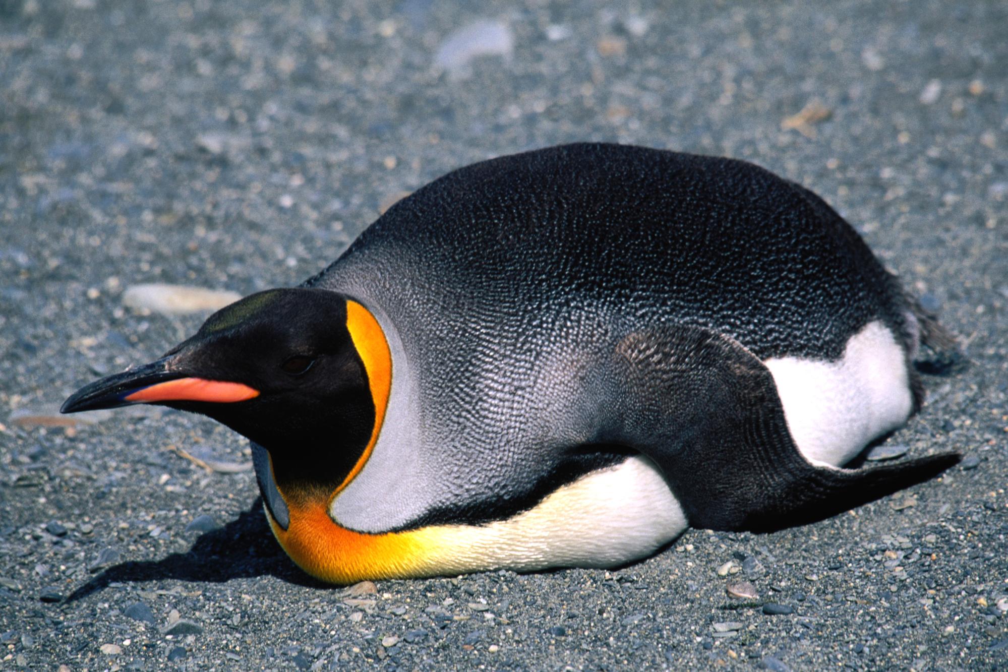 Птица Королевский Пингвин
